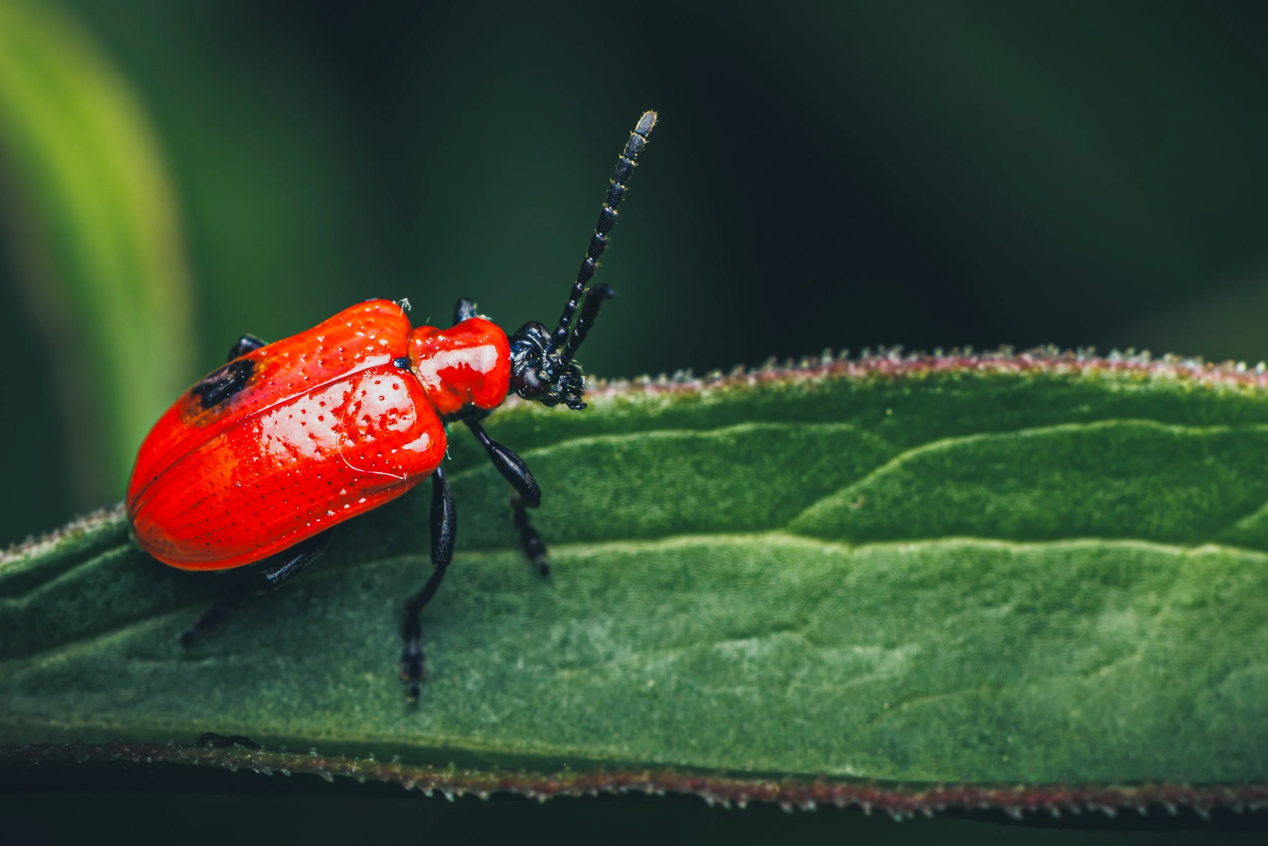 Red Milkweed Beetle