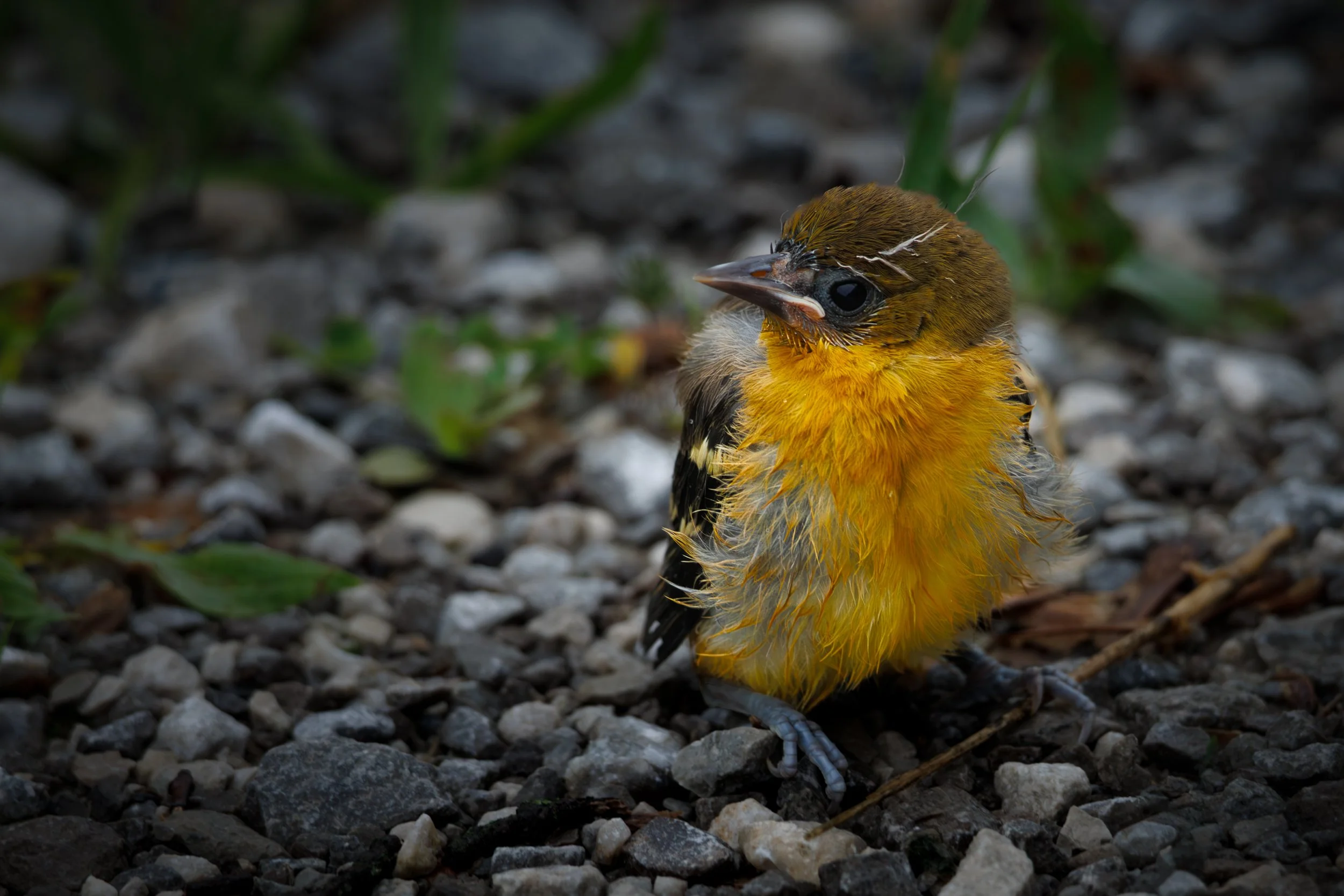 Juvenile Baltimore Oriole final.jpg