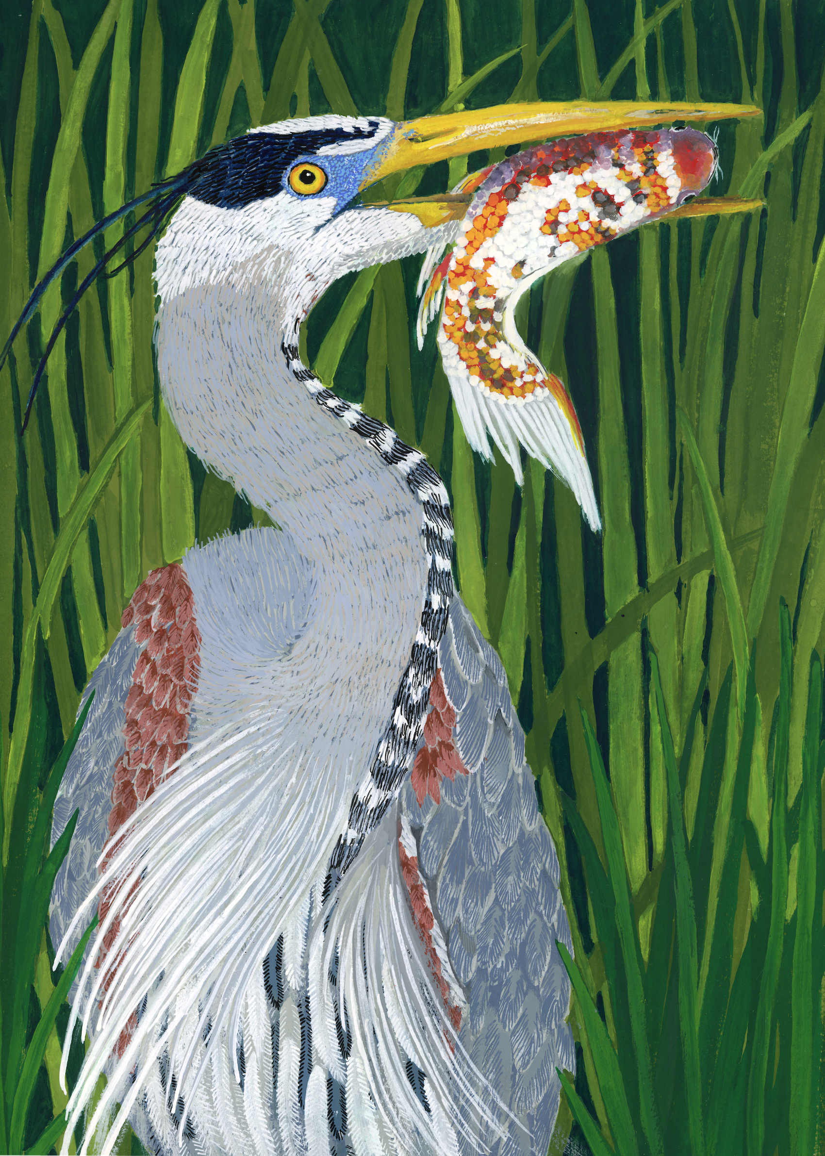 A Great Blue Heron in reeds holding a koi fish.