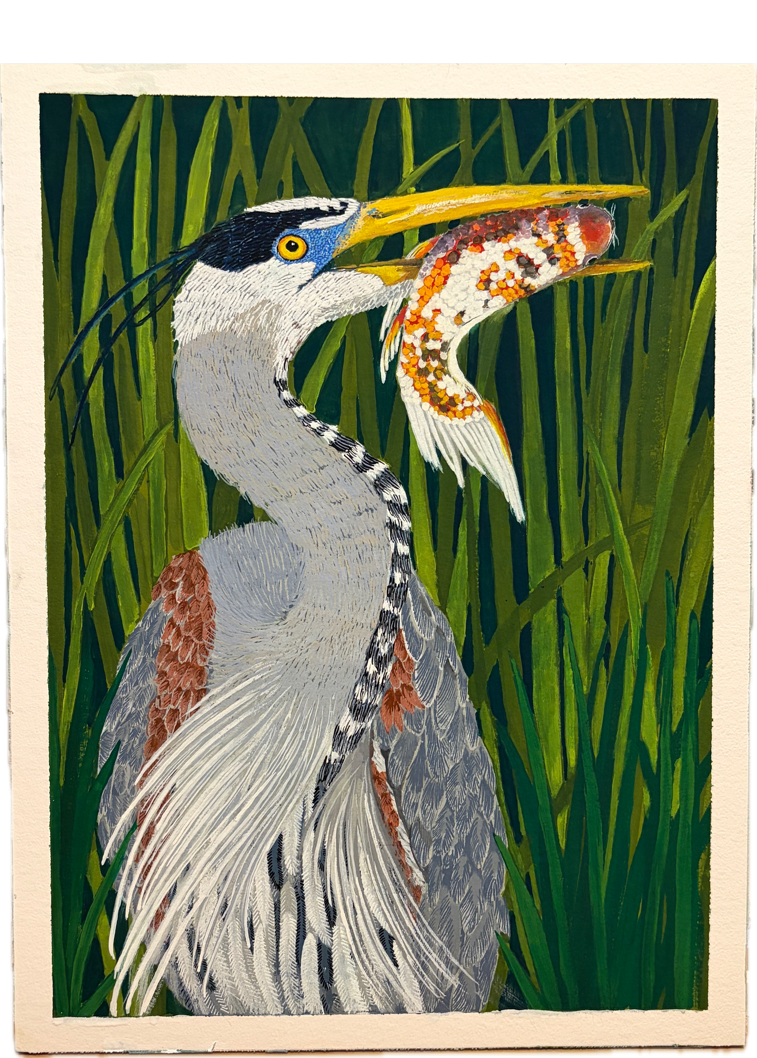 A Great Blue Heron in reeds holding a koi fish.