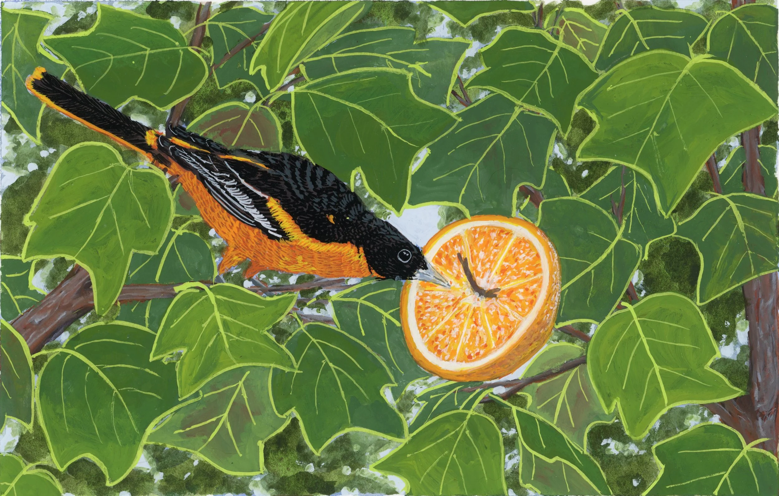 An oriole sitting in a leafy tree eating an orange.