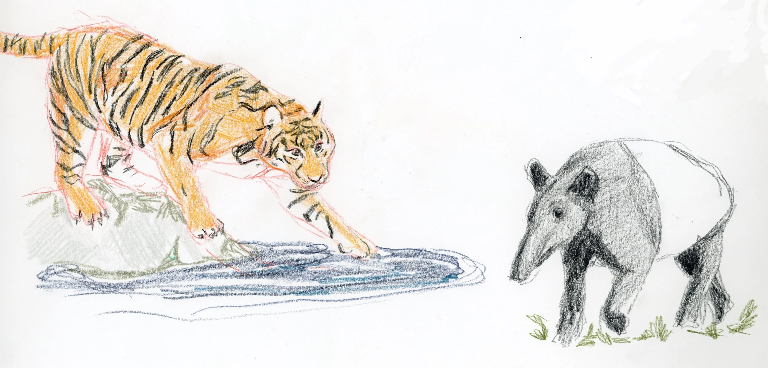 A sketchbook page with a tiger and a tapir.