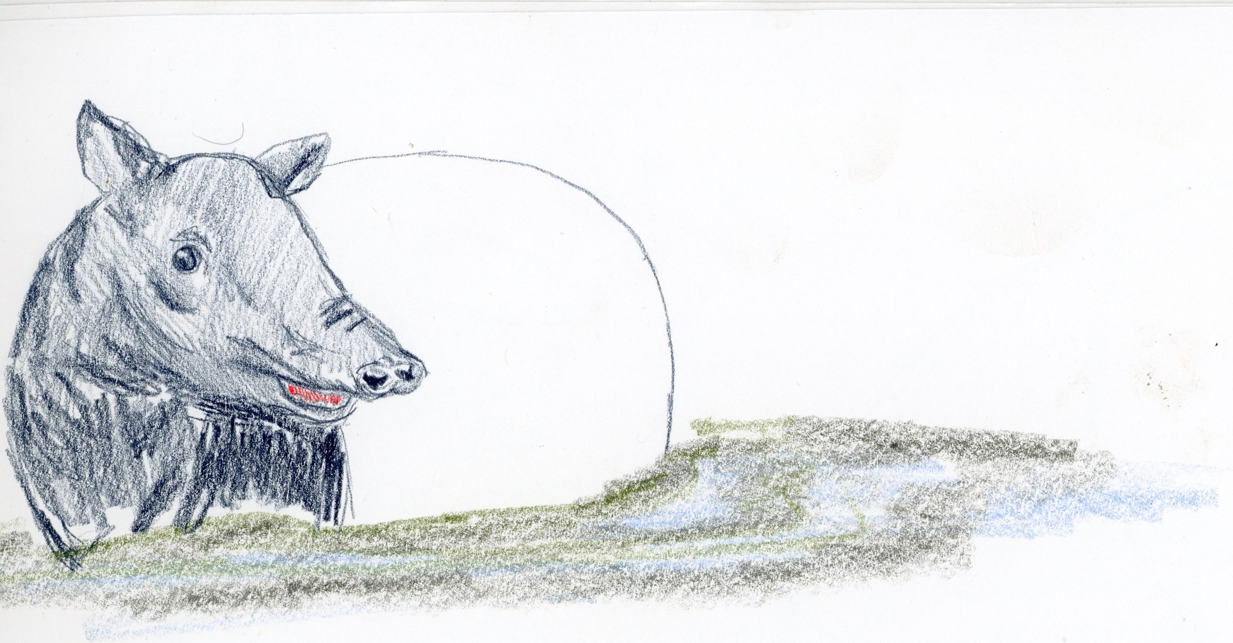 Color pencil sketch of a tapir standing in water.