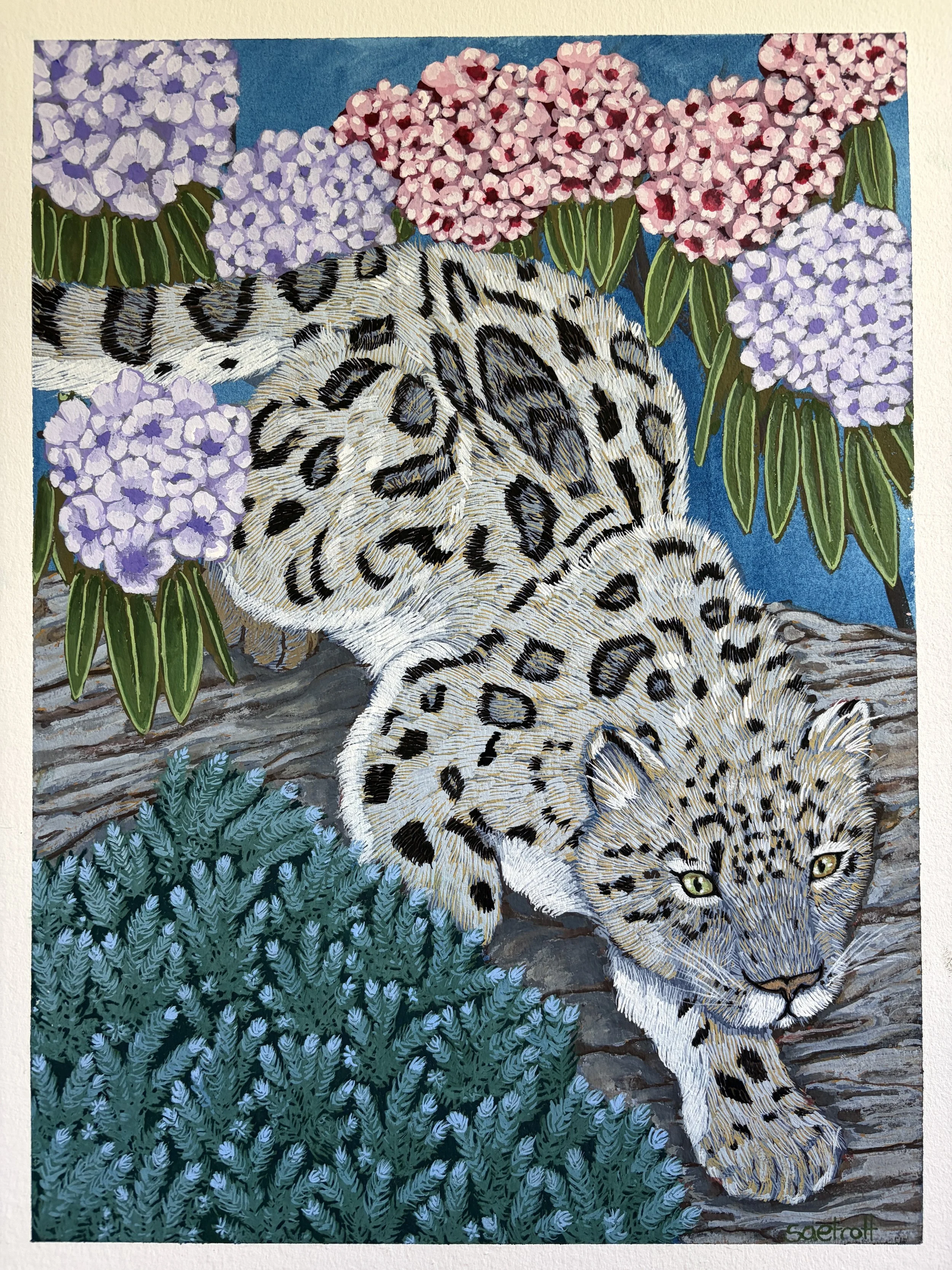 A snow leopard climbs down a rock surrounded by juniper and rhododendrons.