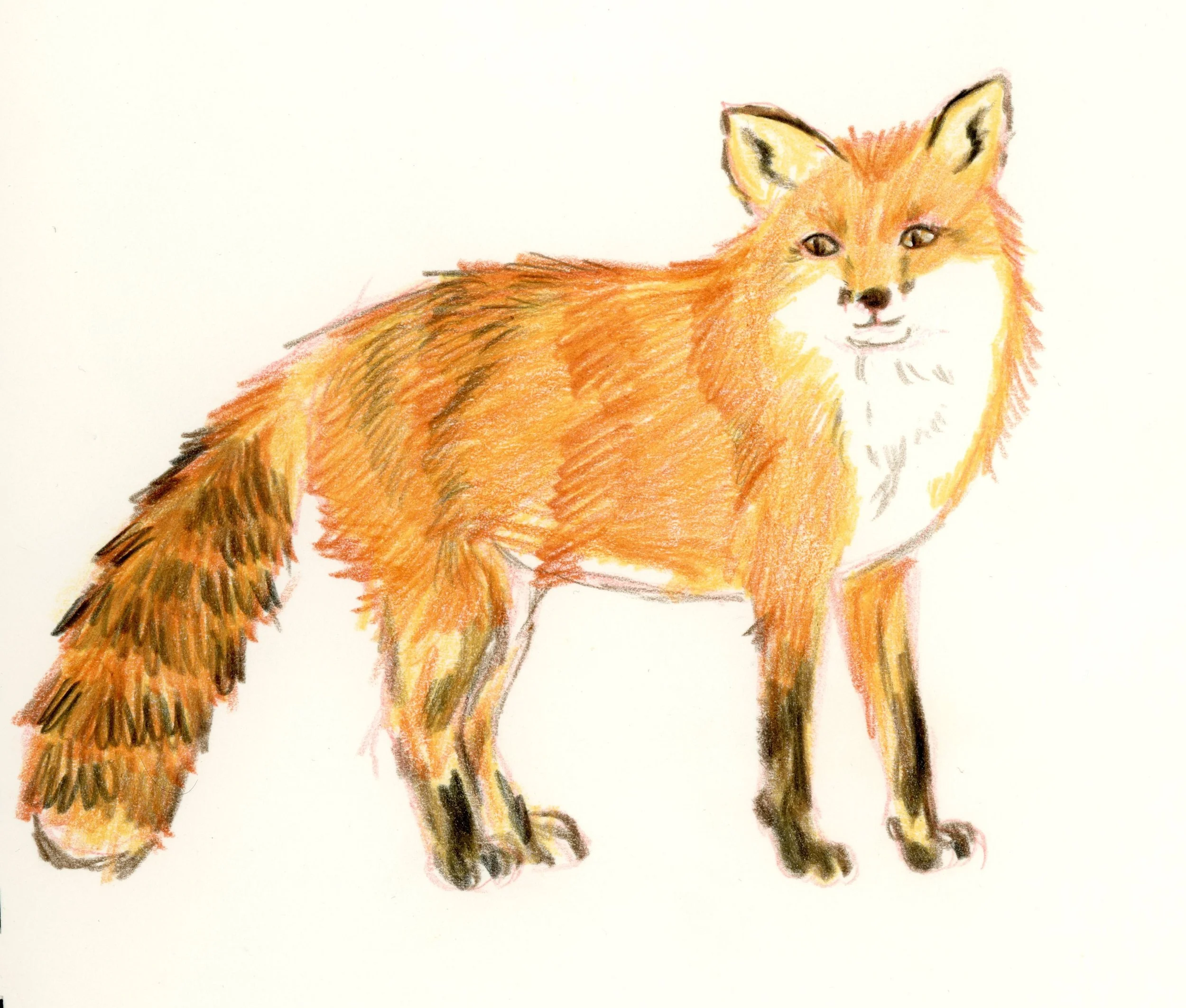 Color Pencil sketch of a fox.