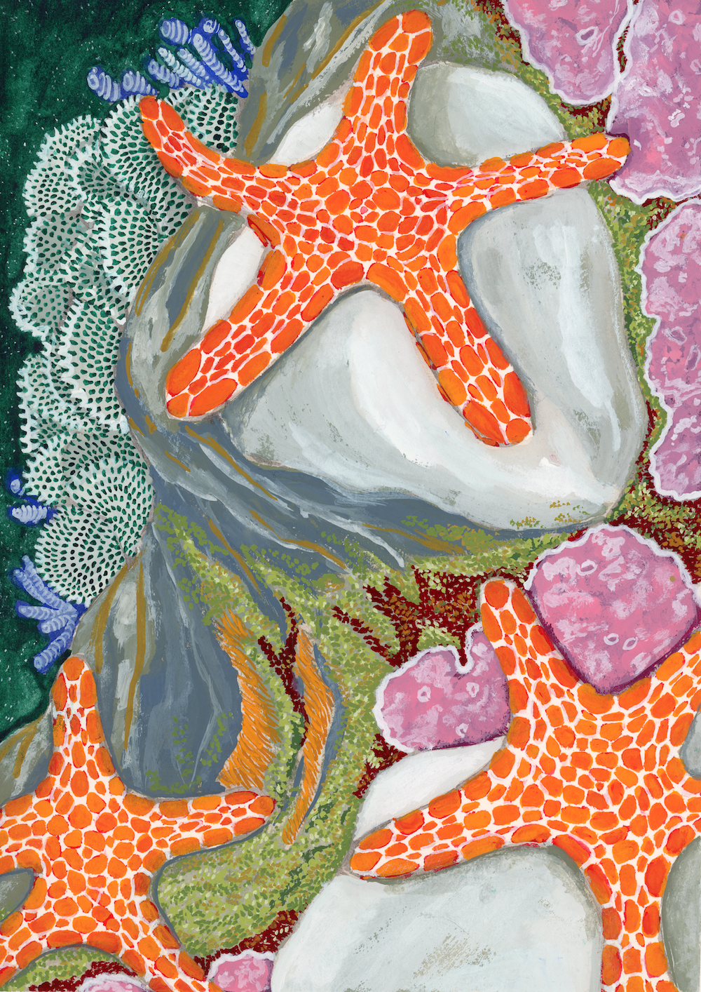 Three Vermillion Biscuit Sea Stars on rocks in a coral reef.