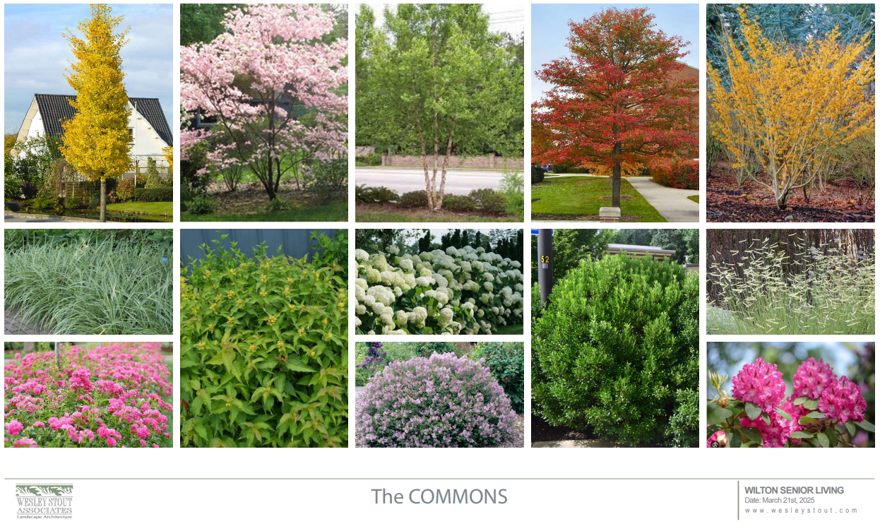 "THE COMMONS"
Source: P&Z Pre-application, Plans-05.02.2025, page 15