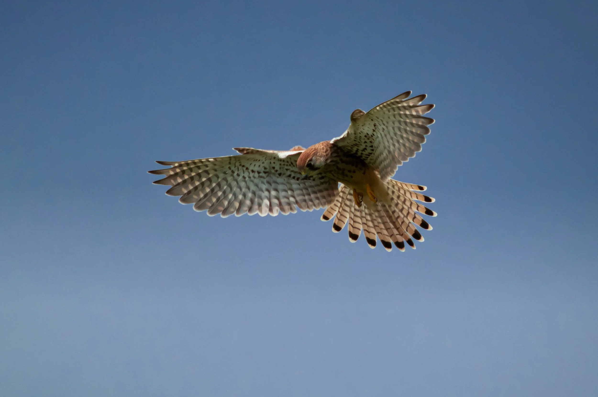 A bird of prey, possibly a falcon, in flight with its wings spread wide, showing detailed feather patterns against a clear blue sky.
