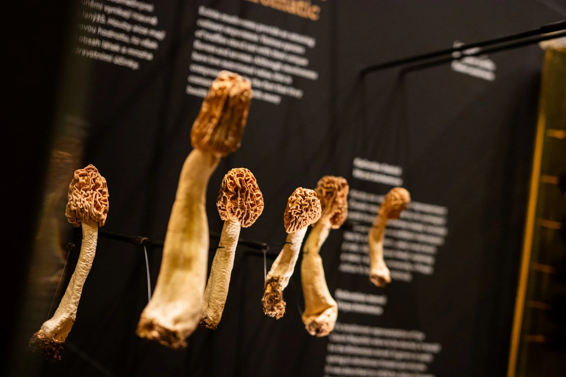 15_Svět hub, lišejníků a rostlin_©NM.jpg