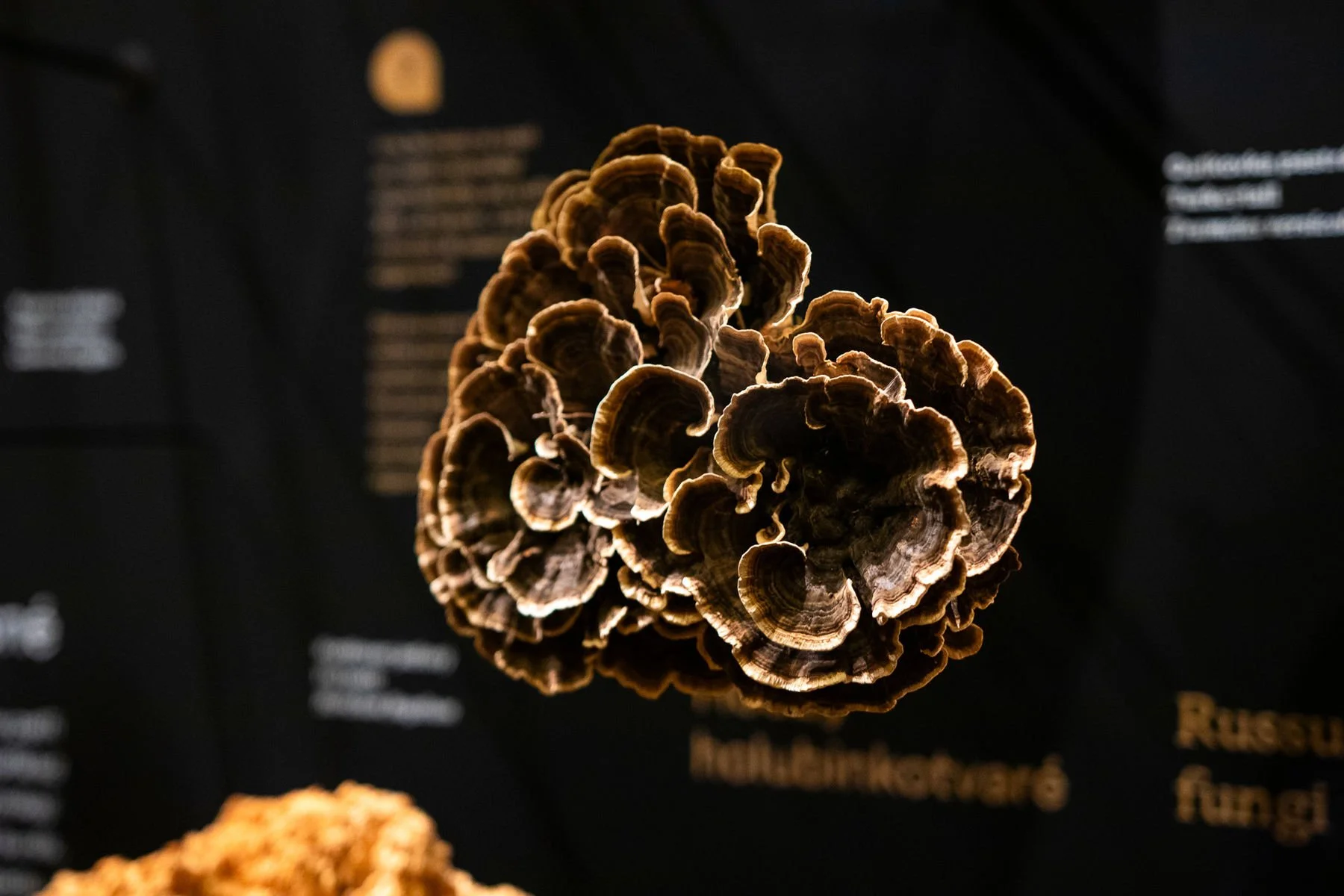 09_Svět hub, lišejníků a rostlin_©NM.jpg