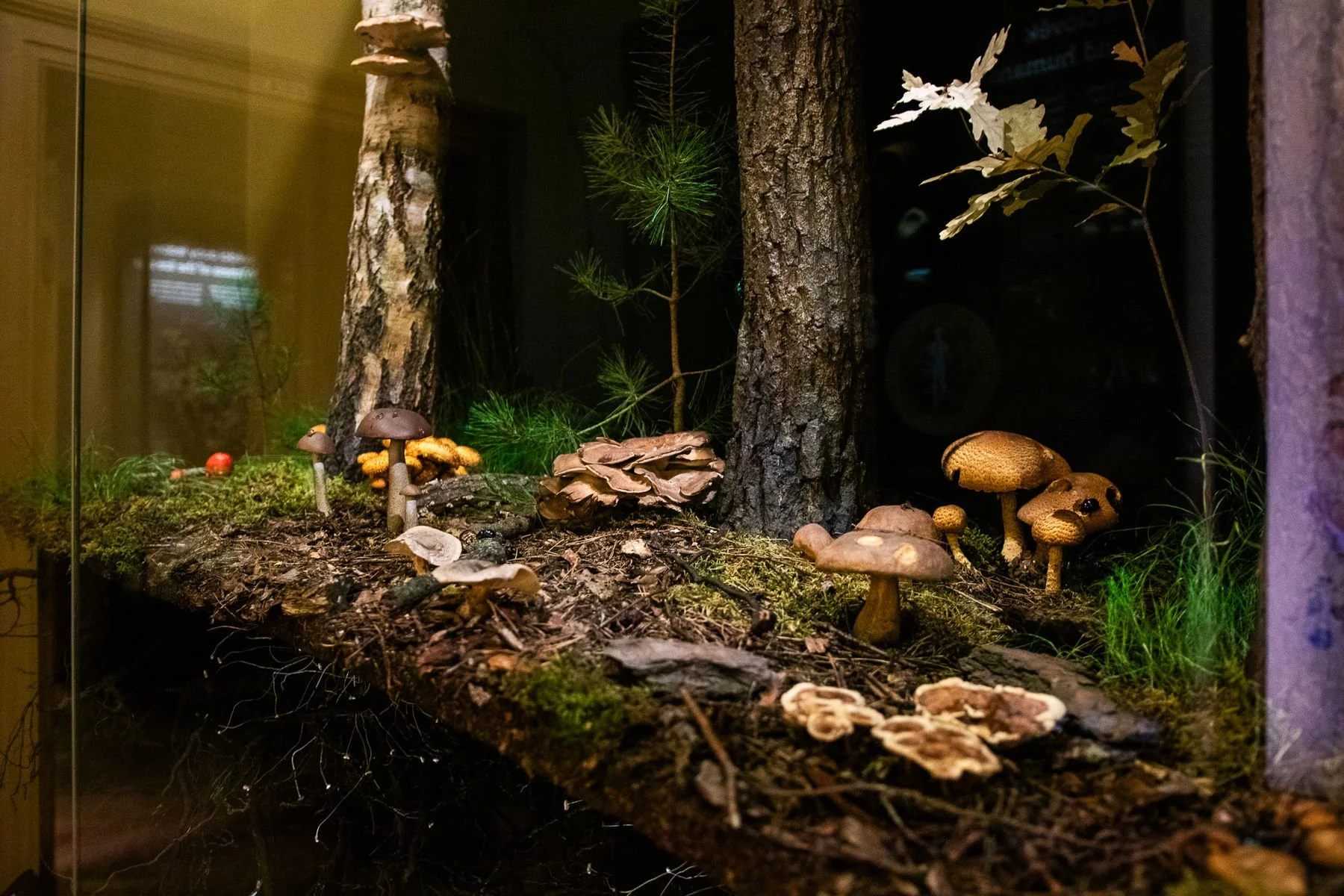 Svět hub, lišejníků a rostlin