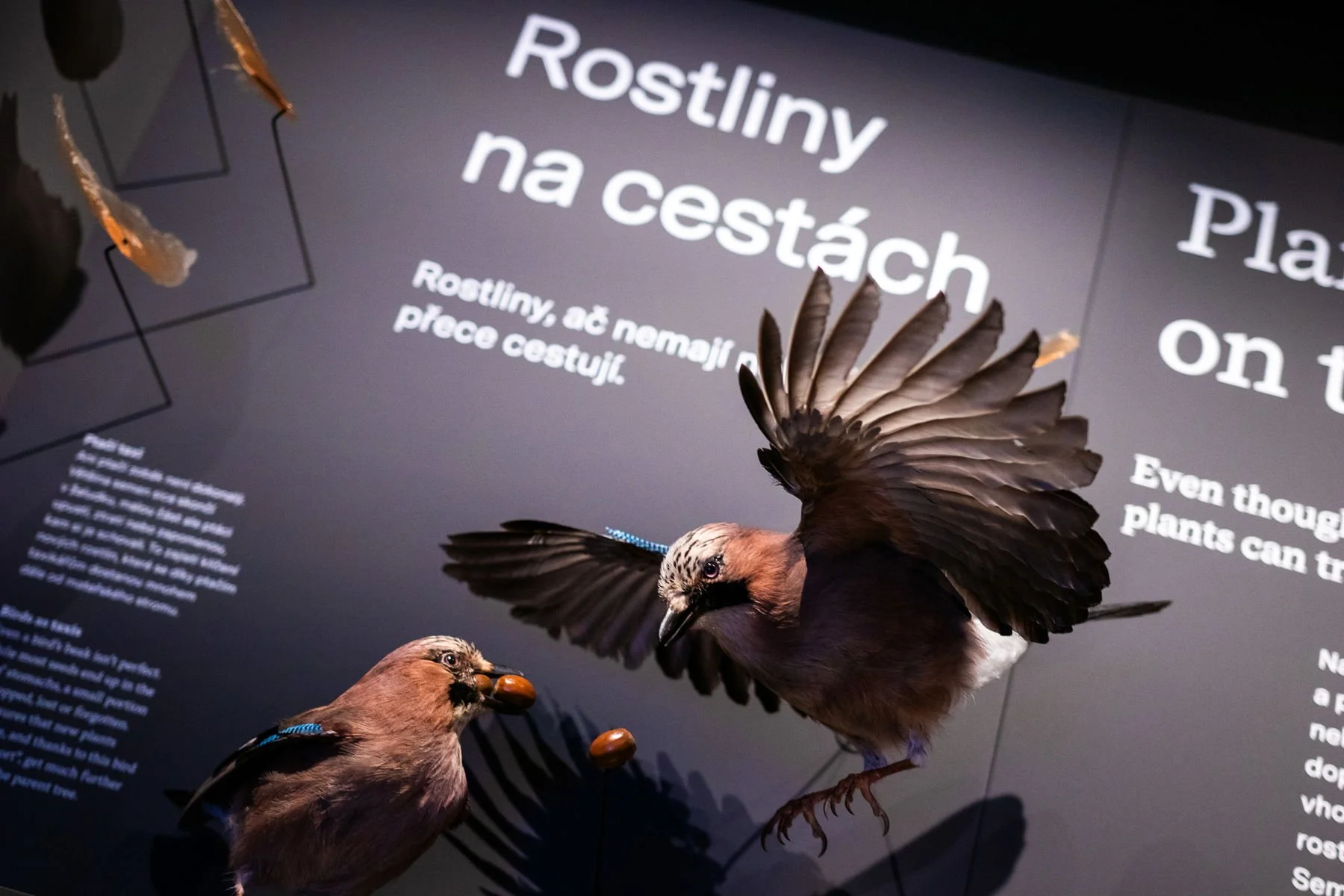 12_Svět hub, lišejníků a rostlin_©NM.jpg