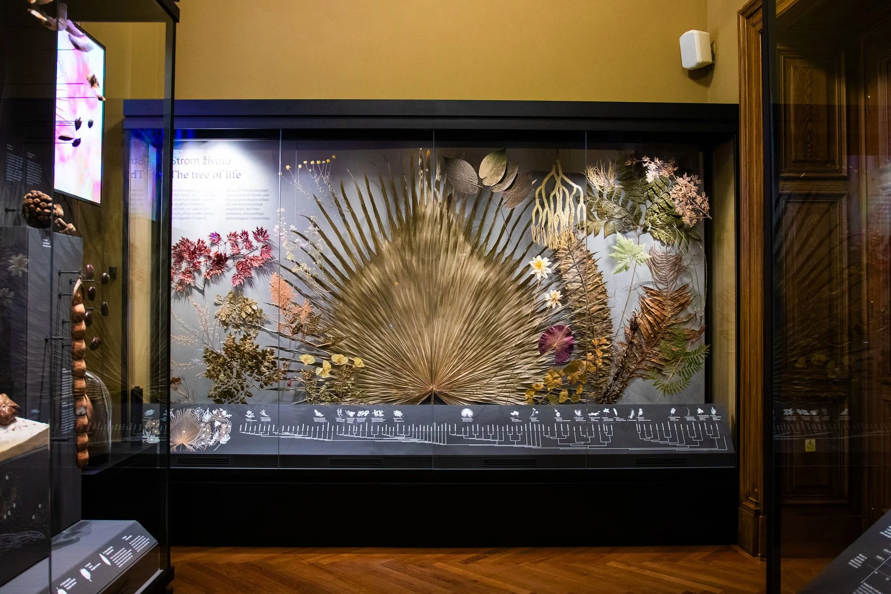 03_Svět hub, lišejníků a rostlin_©NM.jpg