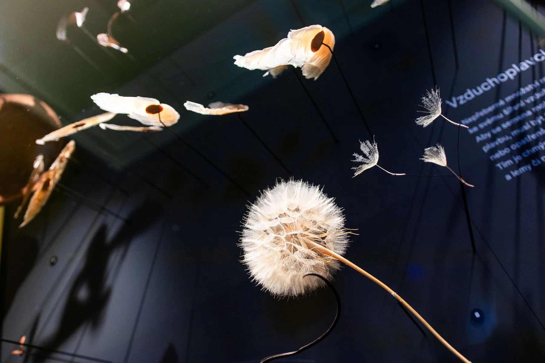 11_Svět hub, lišejníků a rostlin_©NM.jpg