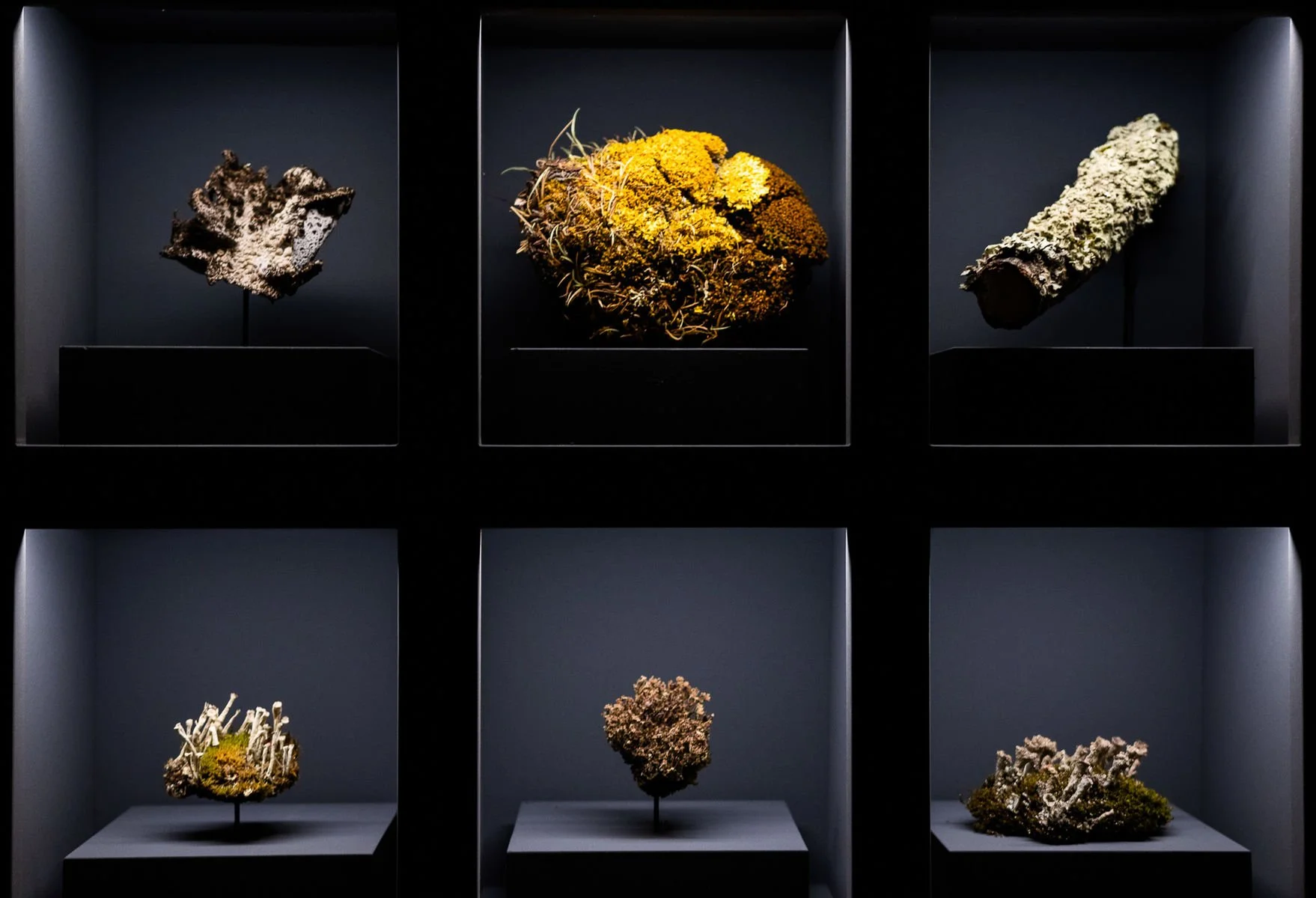 08_Svět hub, lišejníků a rostlin_©NM.jpg