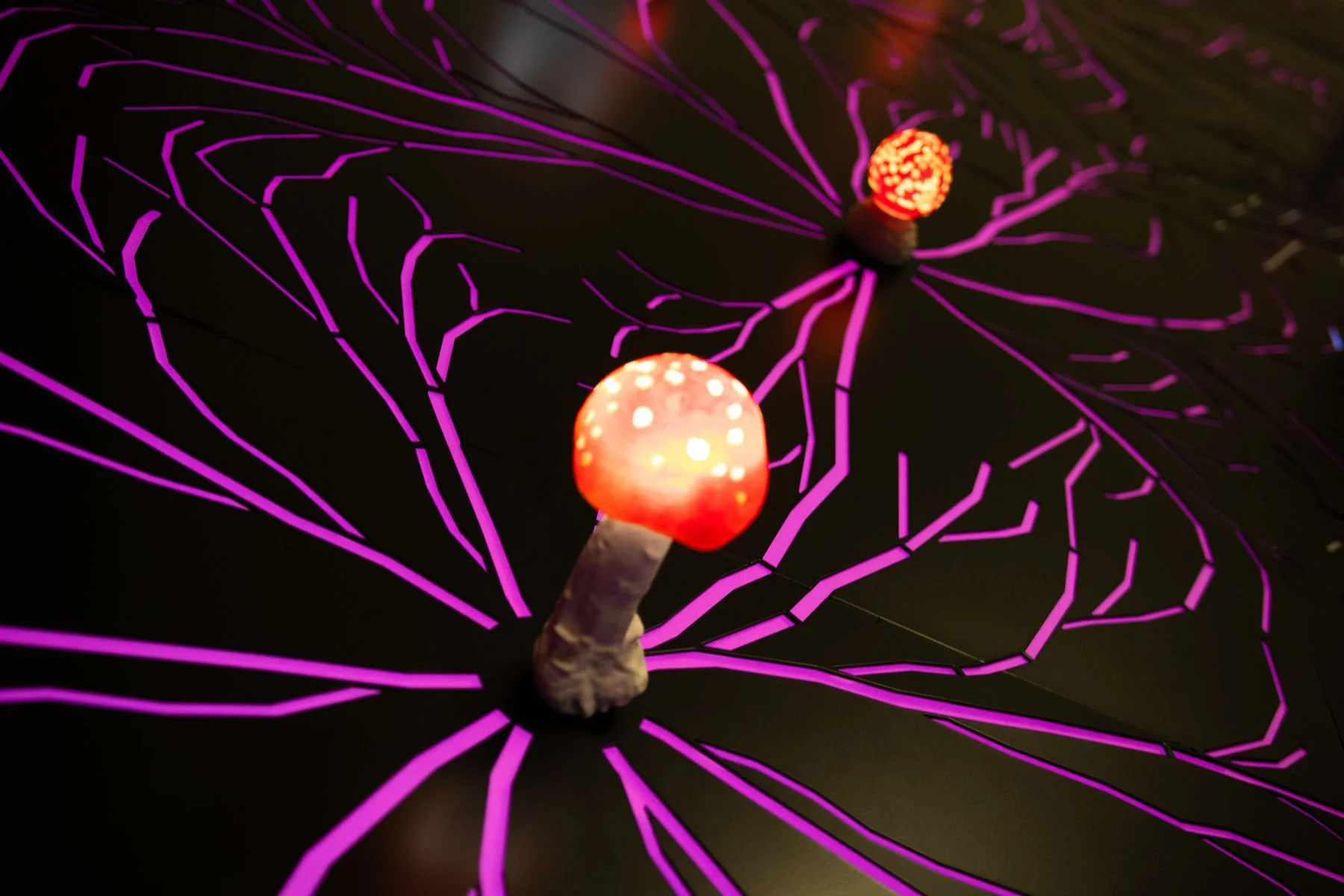 16_Svět hub, lišejníků a rostlin_©NM.jpg