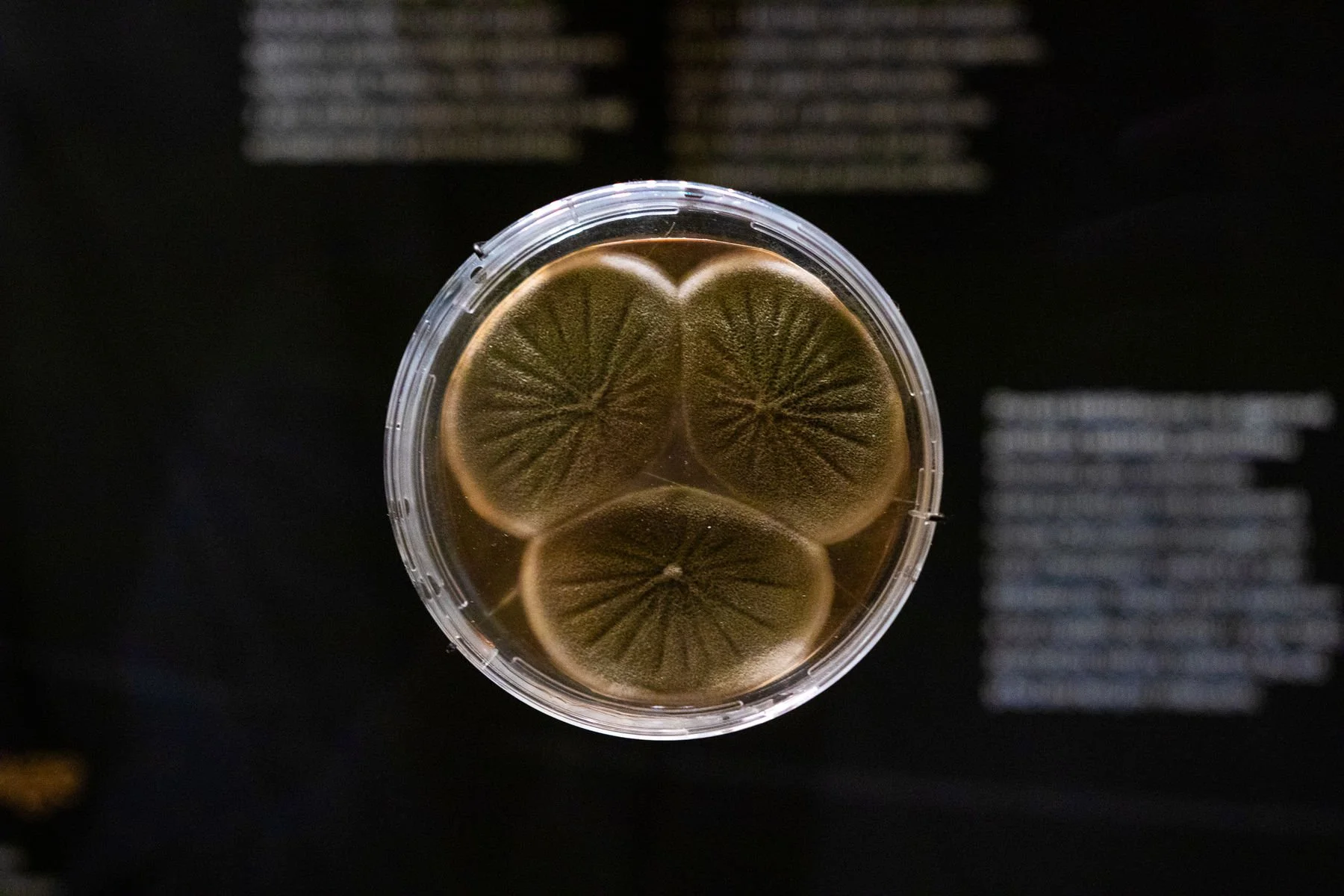 10_Svět hub, lišejníků a rostlin_©NM.jpg