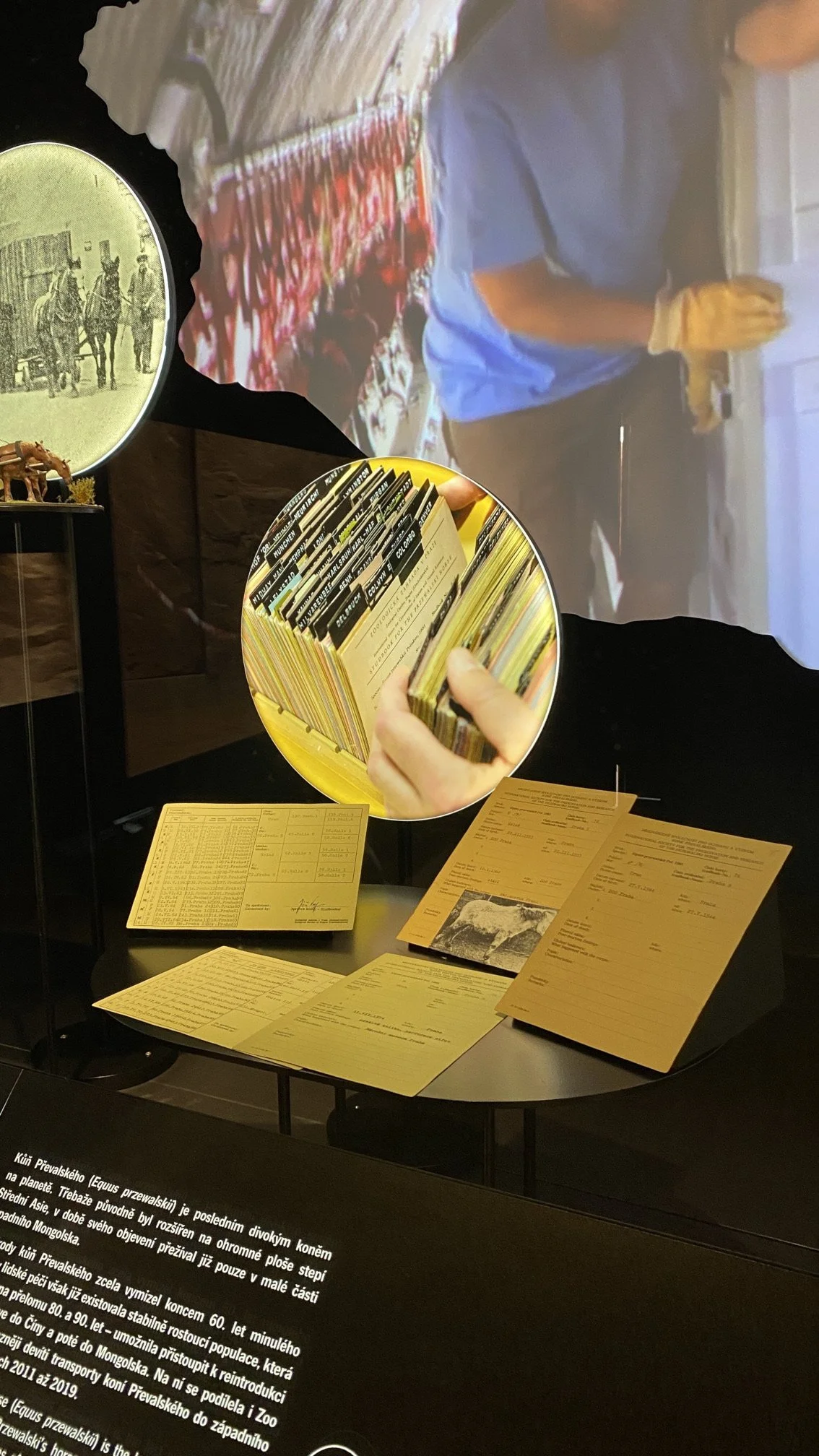 05 Pavilon Gobi.jpeg