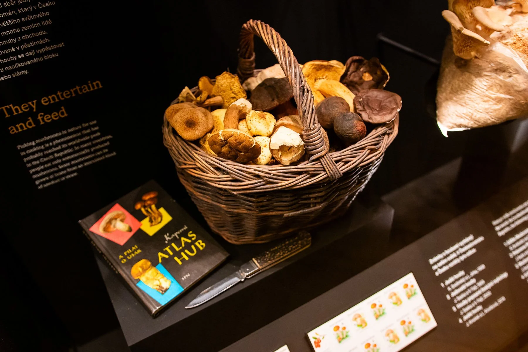 14_Svět hub, lišejníků a rostlin_©NM.jpg