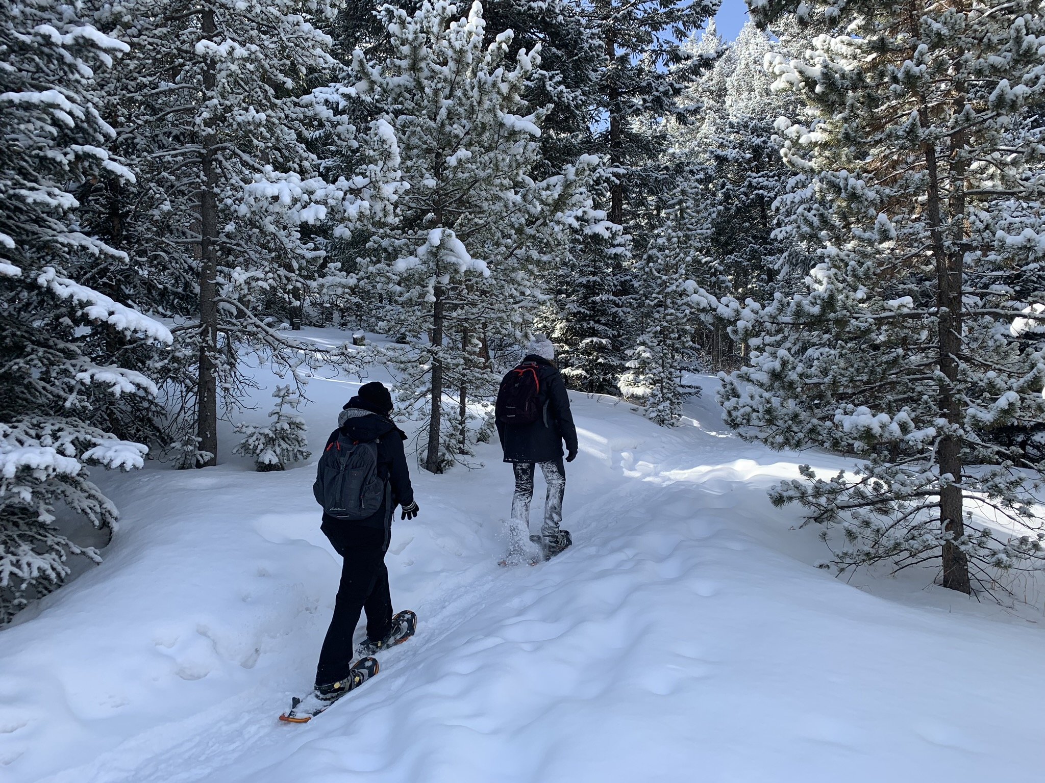 Two people snowshoeing through a snow-covered forest with pine trees, wearing winter gear and backpacks.