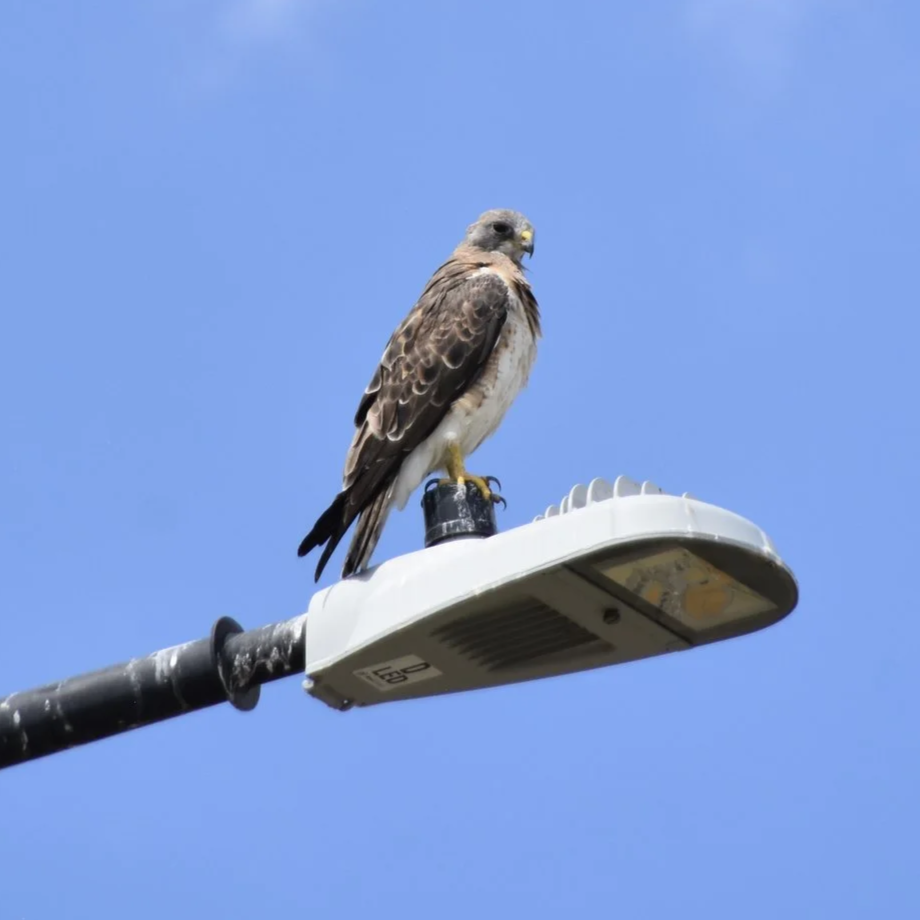 bird on light