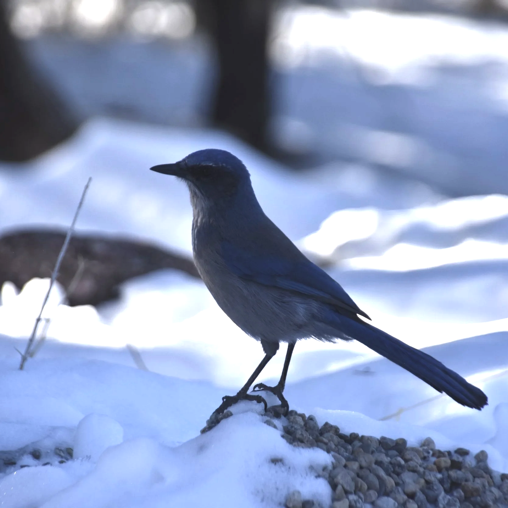Bird in snow