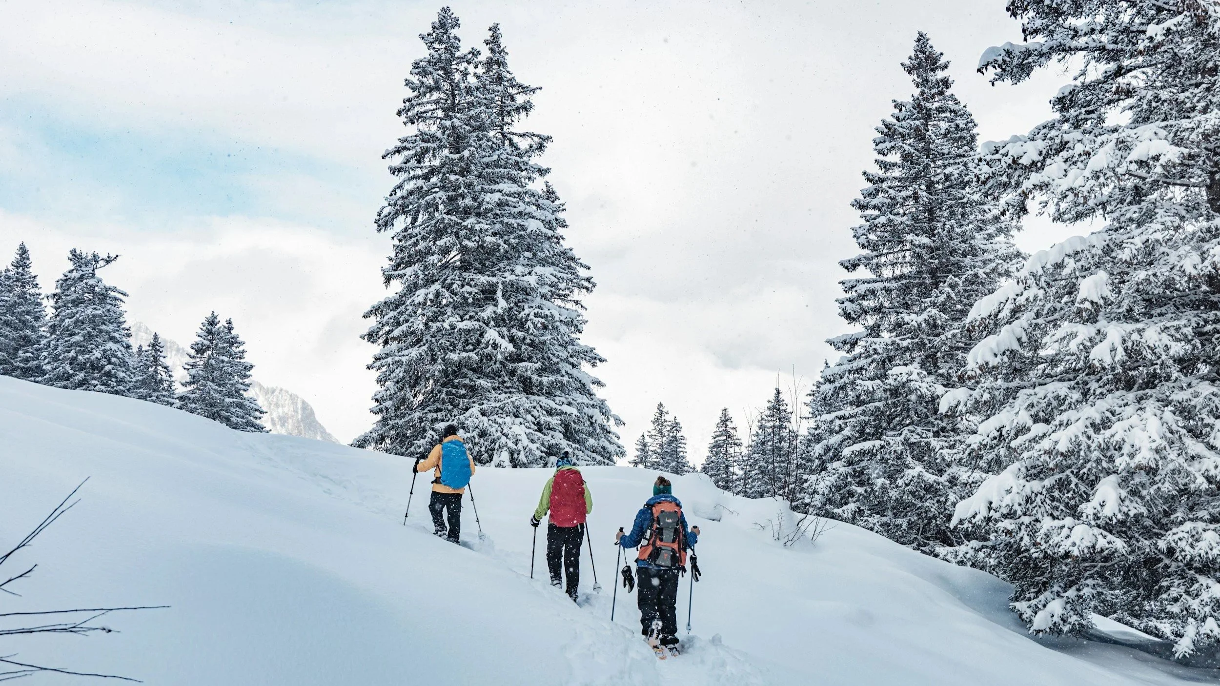 Four hikers with backpacks walking through snowy forested landscape with tall snow-covered pine trees.