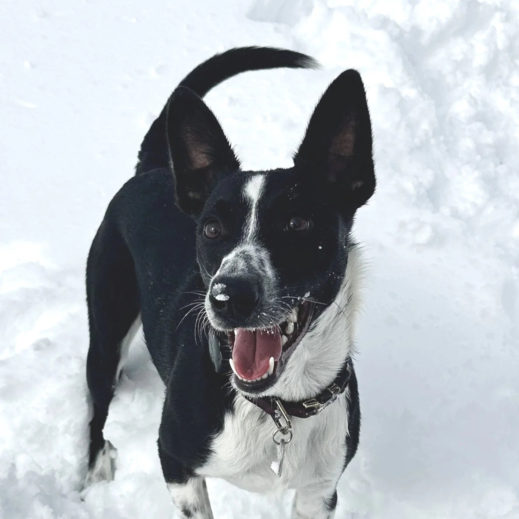 A happy black and white dog standing in snow, with snow on its nose and a bright smile, pointed ears, and a collar.