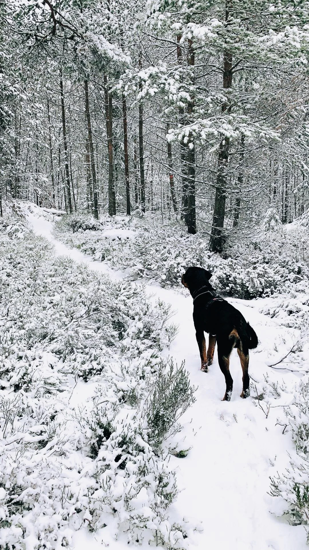 En svart hund står på en snötäckt sti i en skog med snødekte trær.