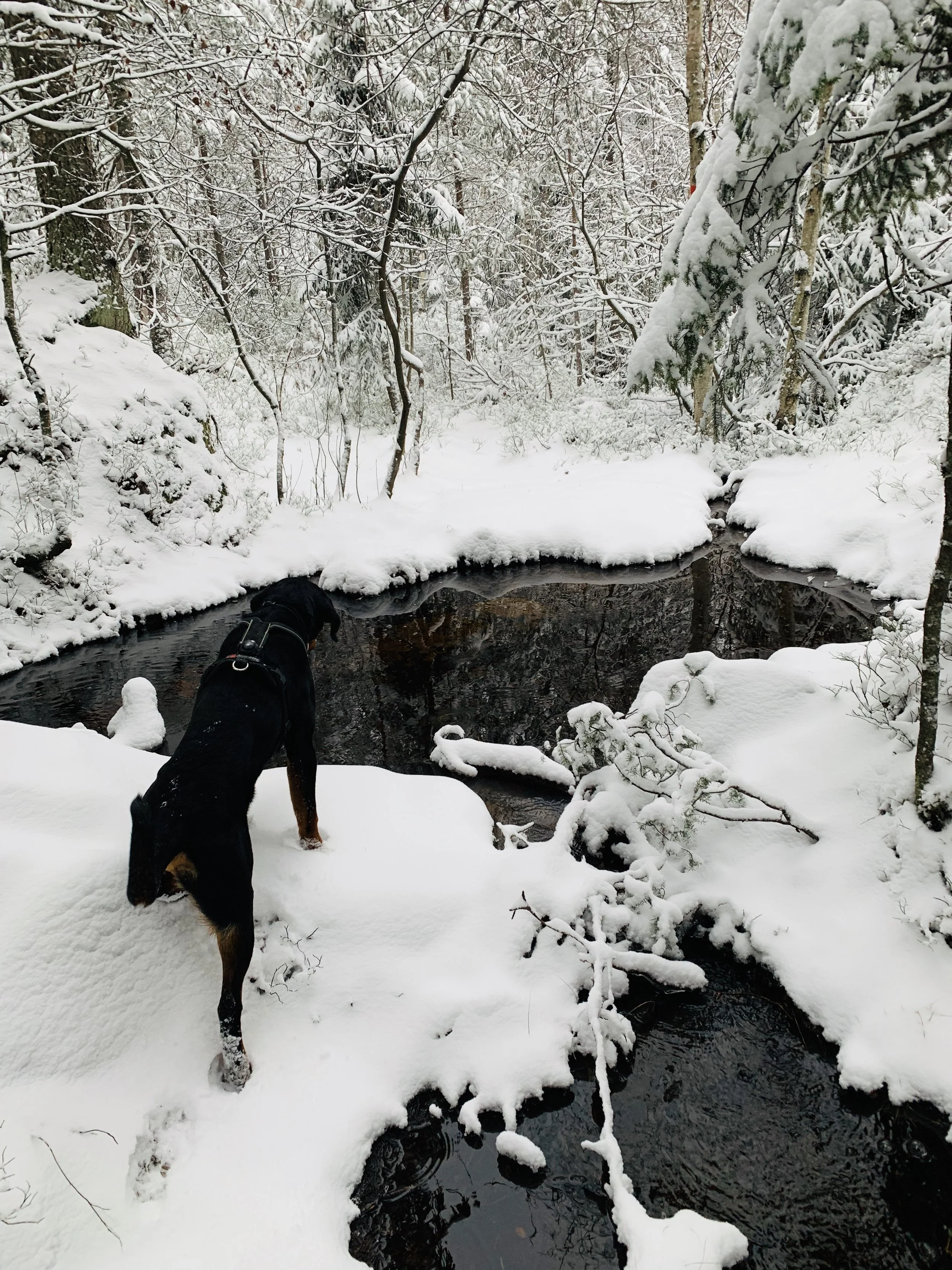 En svart hund står på snødekt område ved en innsjø omgitt av snødekte trær i en snødekt skog, vinter.