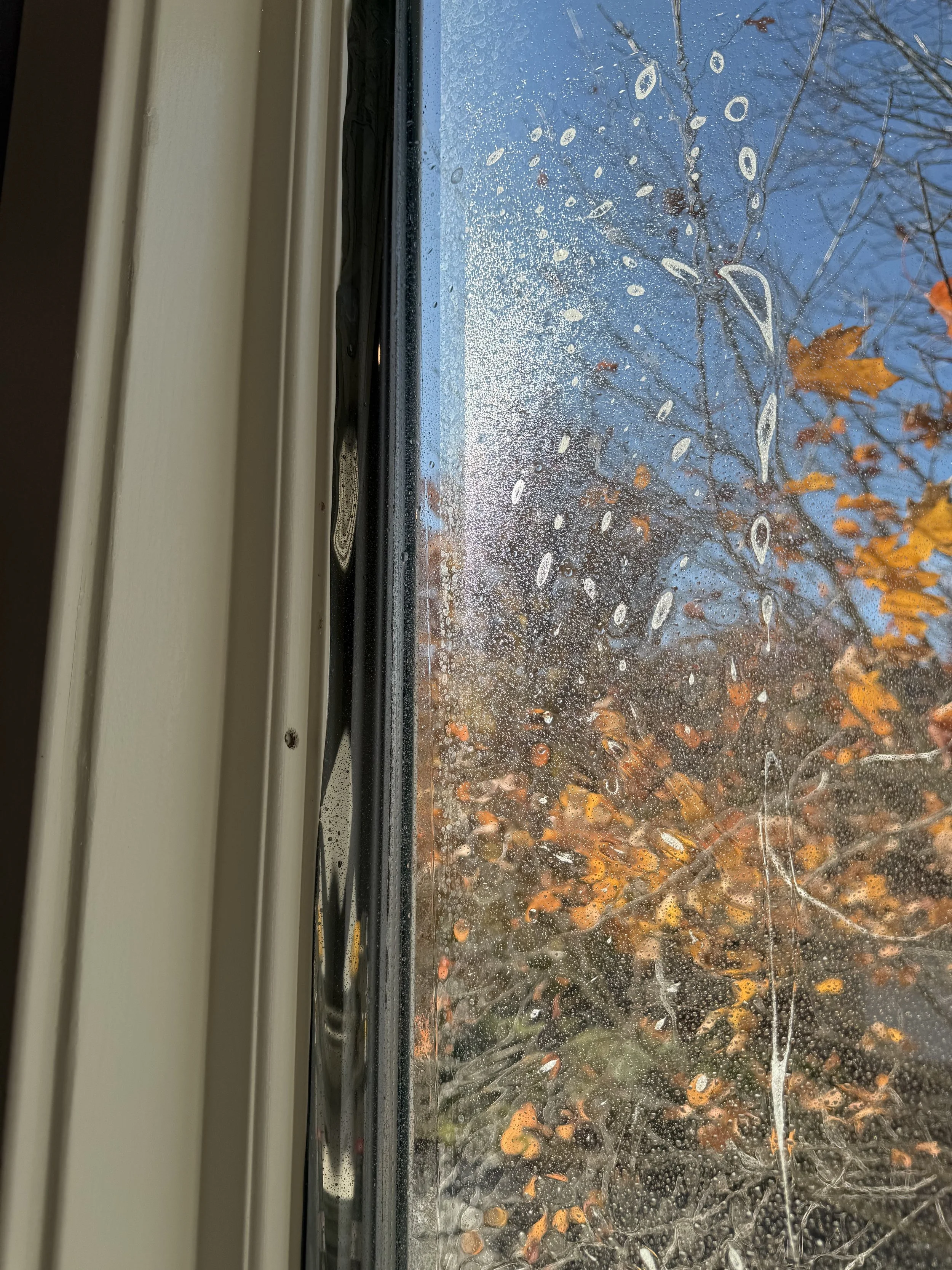 A window with tint being applied, showing a clear blue sky and trees with orange and brown autumn leaves outside.