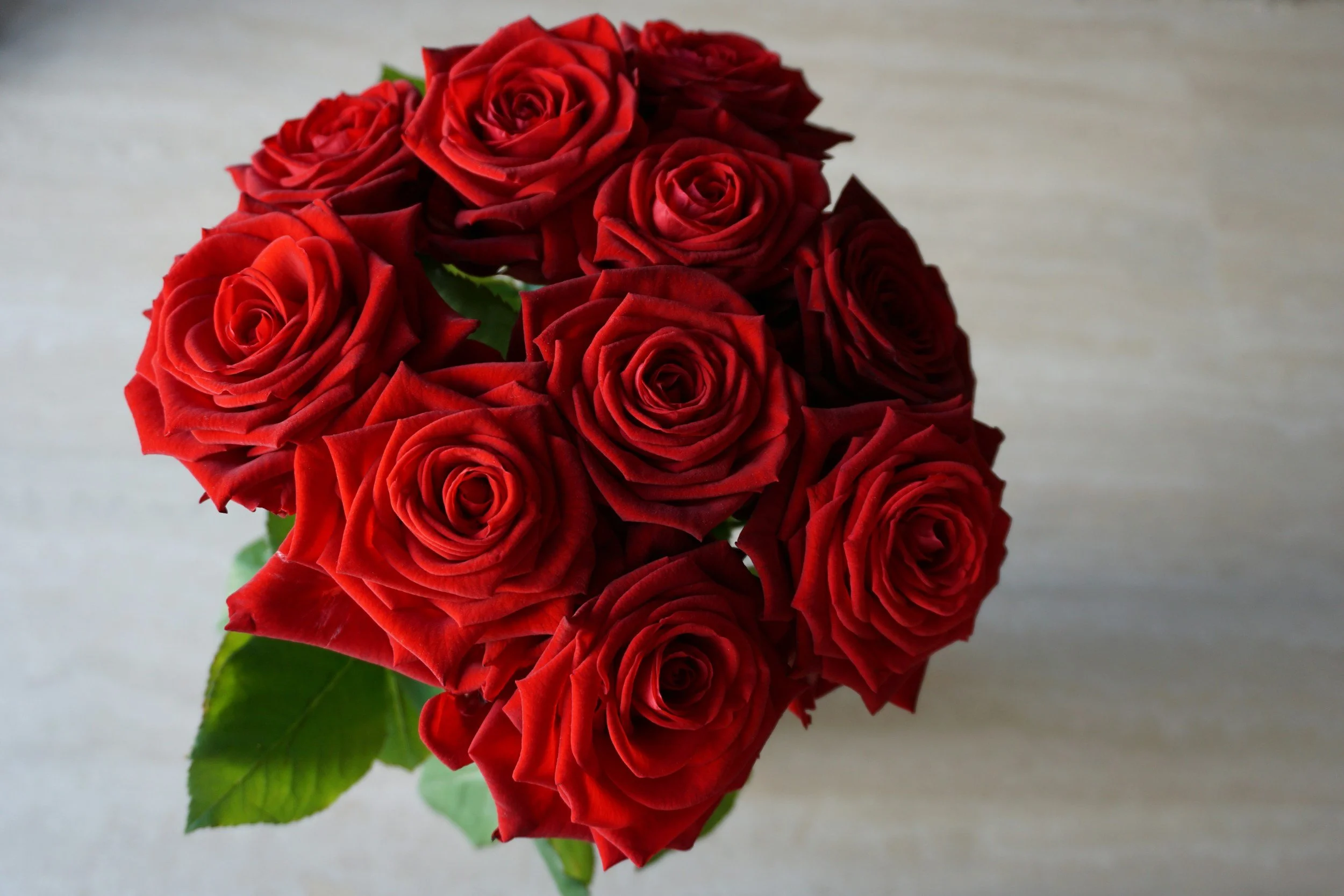 A bouquet of red roses with green leaves on a light-colored background.