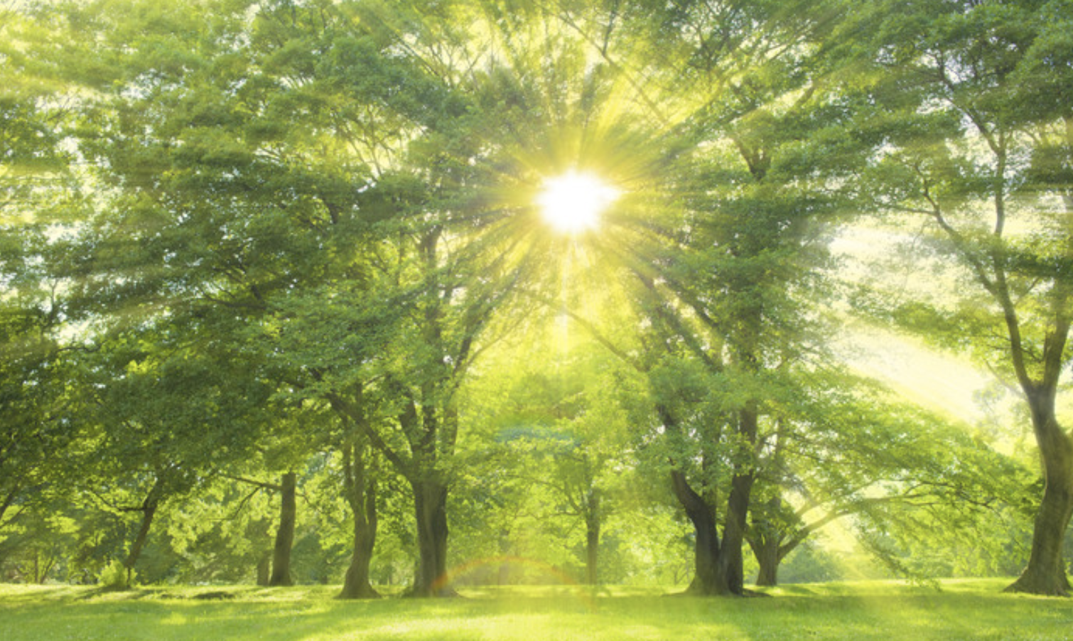 Autoimmune and Chronic Wellness Support