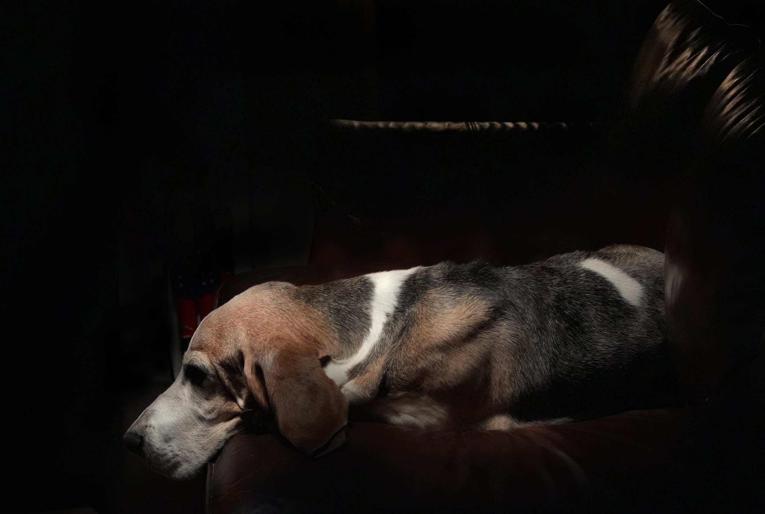 A dog with a black, gray, white, and tan coat is lying down on a dark leather couch, resting its head on the armrest.