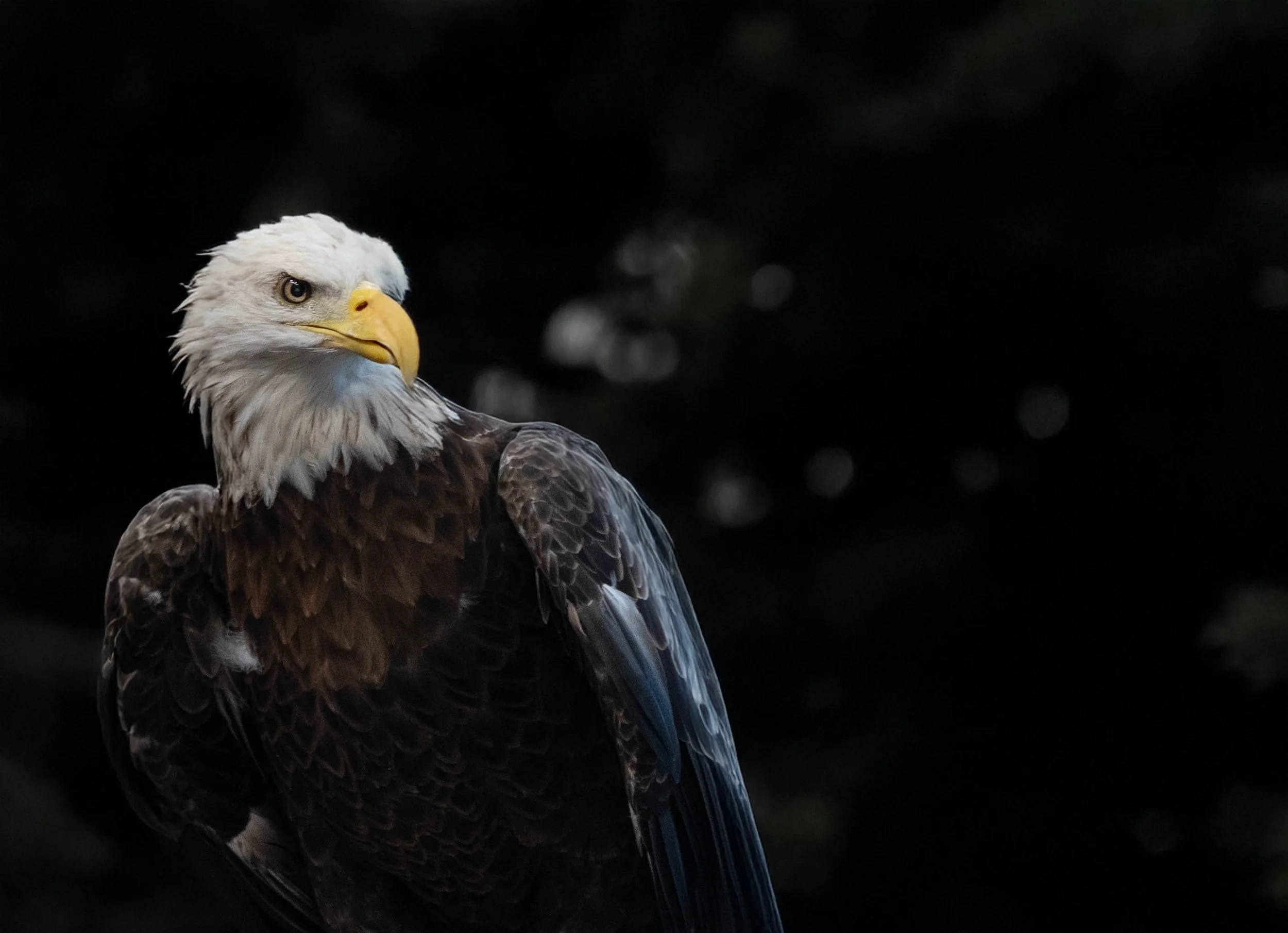 Close-up of a bald eagle against a dark background.