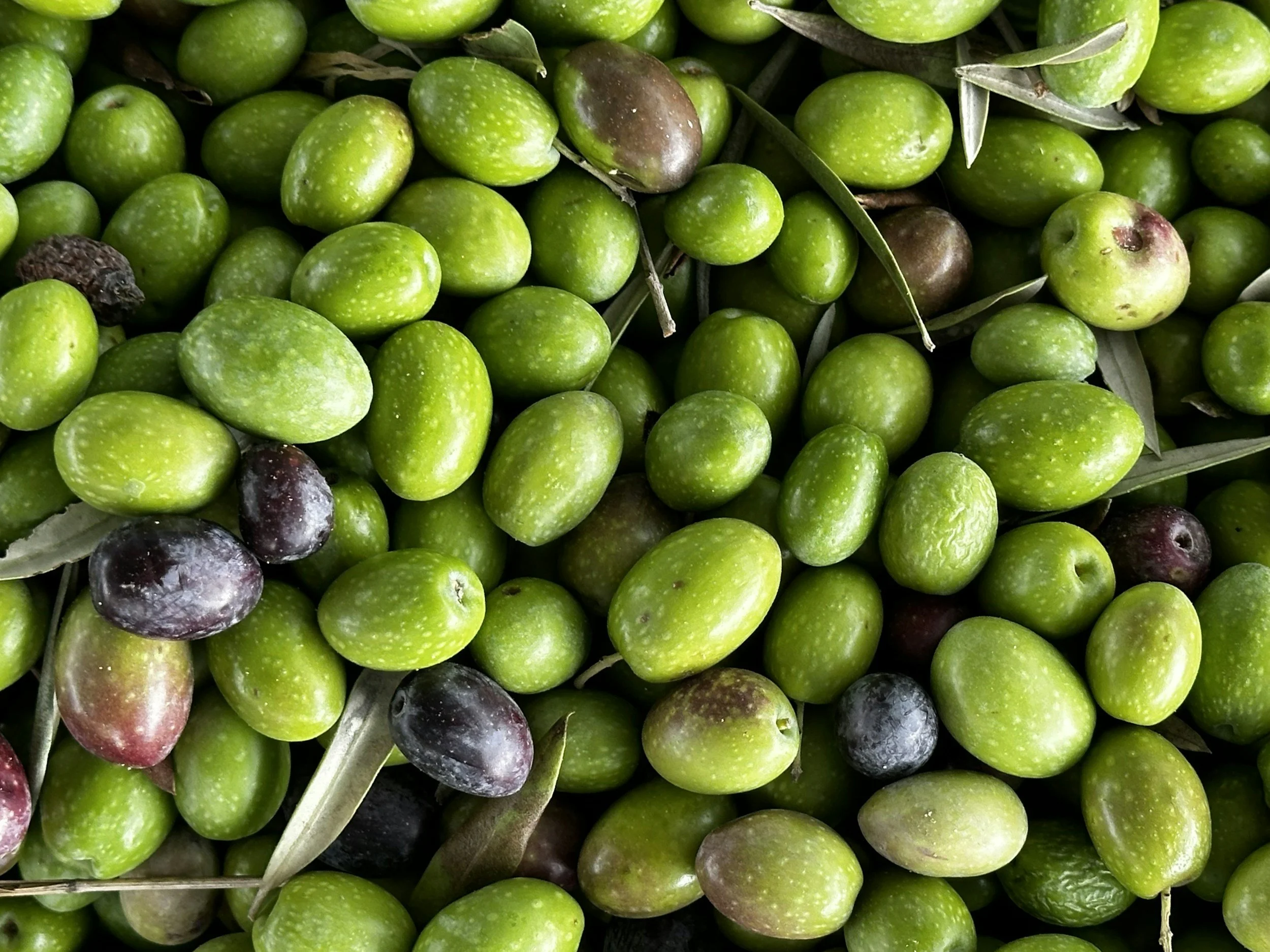 Un groupe d'olives vertes et noires avec quelques feuilles d'olivier.