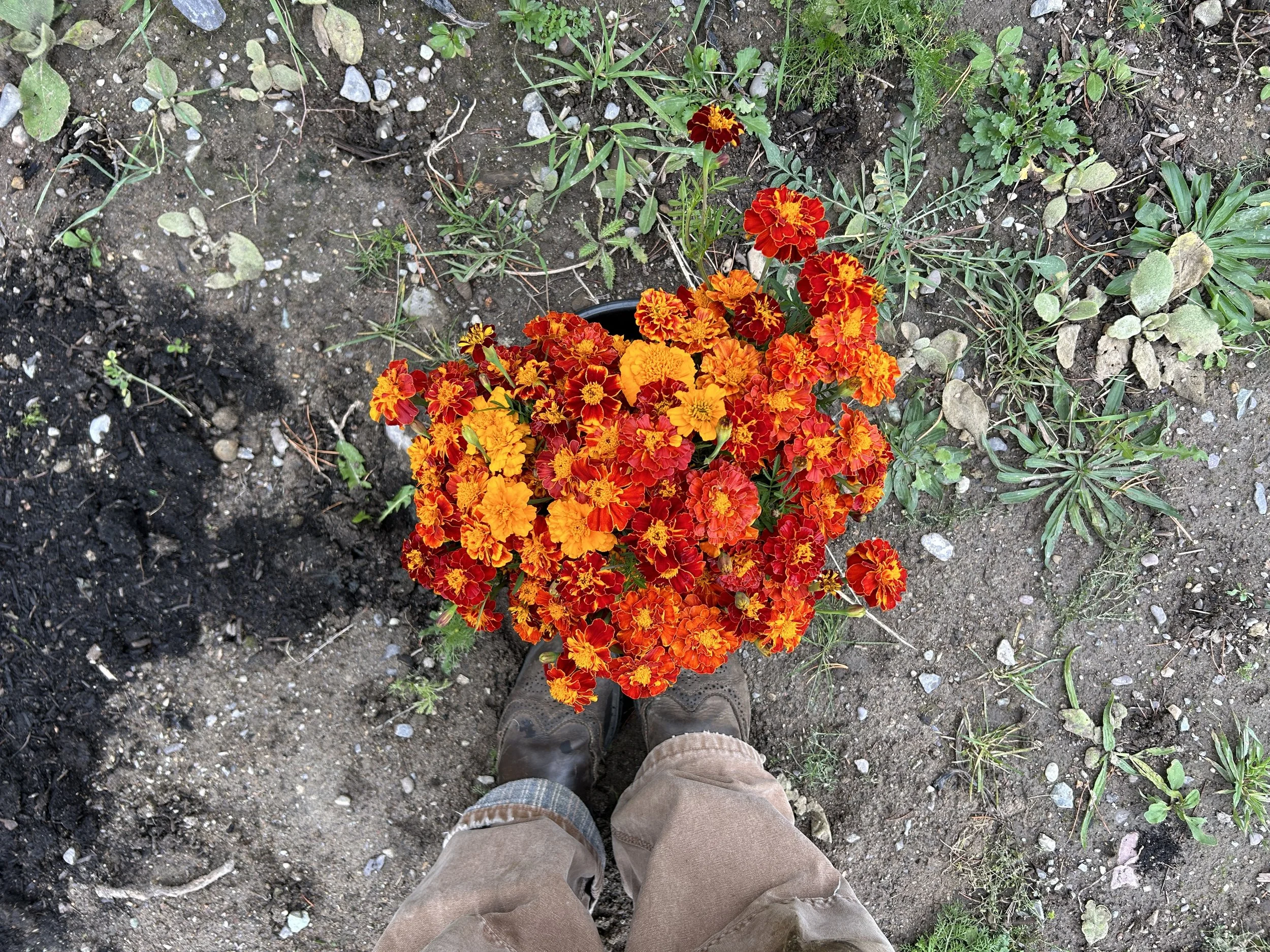 Flush of Fall Bouquet Subscription