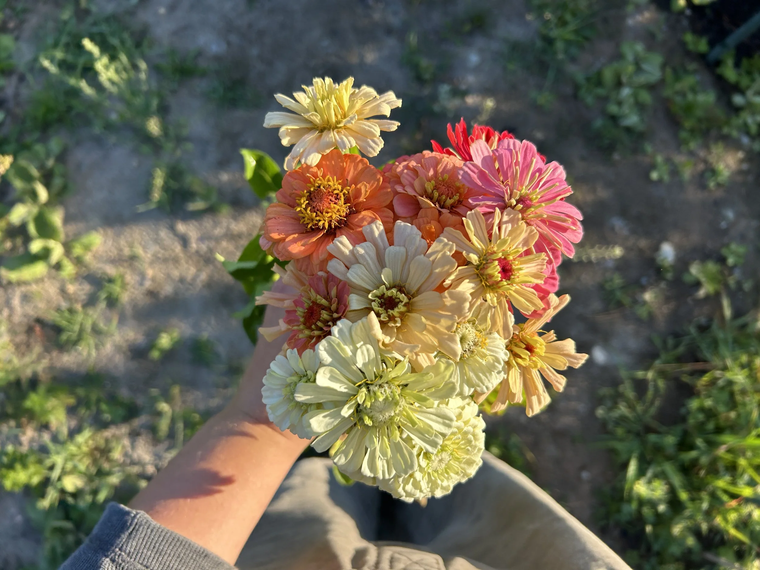 A person holding a colorful bouquet of flowers including pink, yellow, orange, and white blooms, with a garden background.