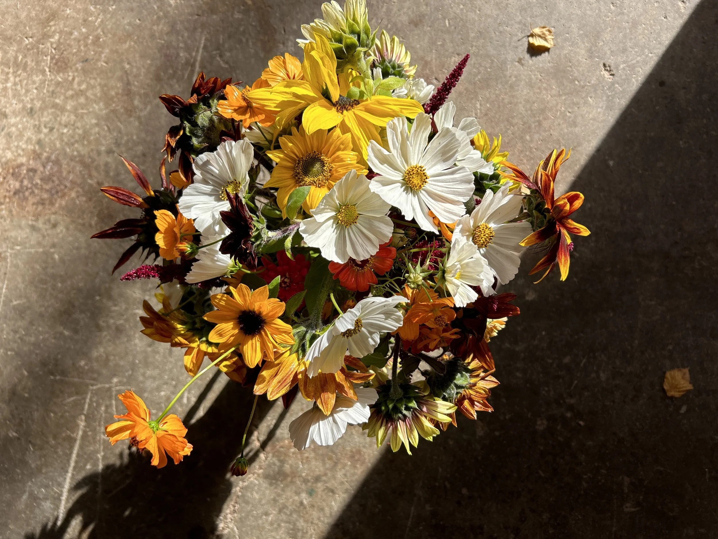 A colorful bouquet of various flowers, including white, yellow, orange, and dark purple blooms, set against a concrete surface with sunlight casting shadows.