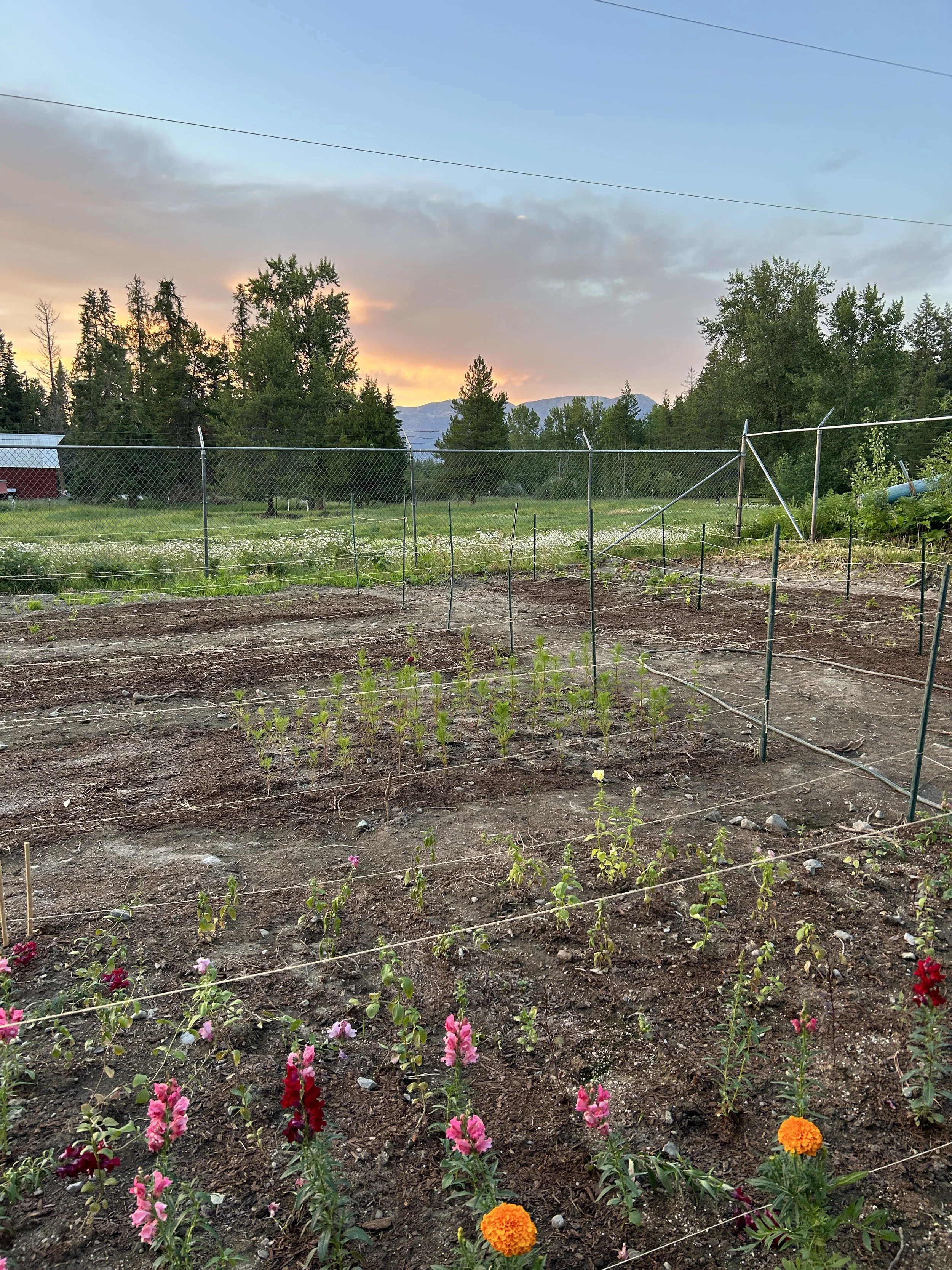 small plot farm with flowers, barn, and sunset in the background