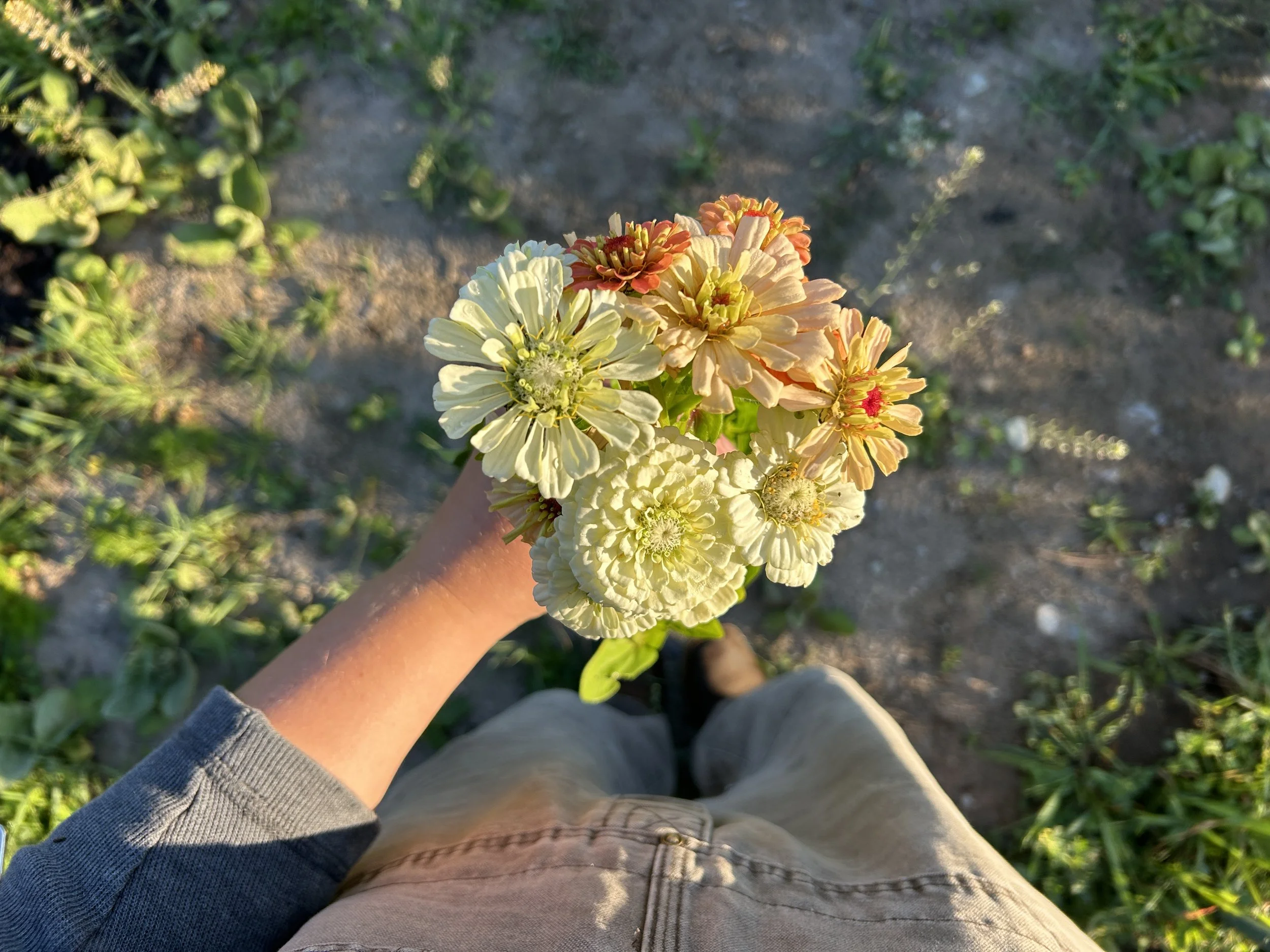 A person holding a bouquet of various colorful flowers, including white, cream, peach, and light orange blossoms, is seen from above. The person is standing outdoors on a dirt path with green plants around.