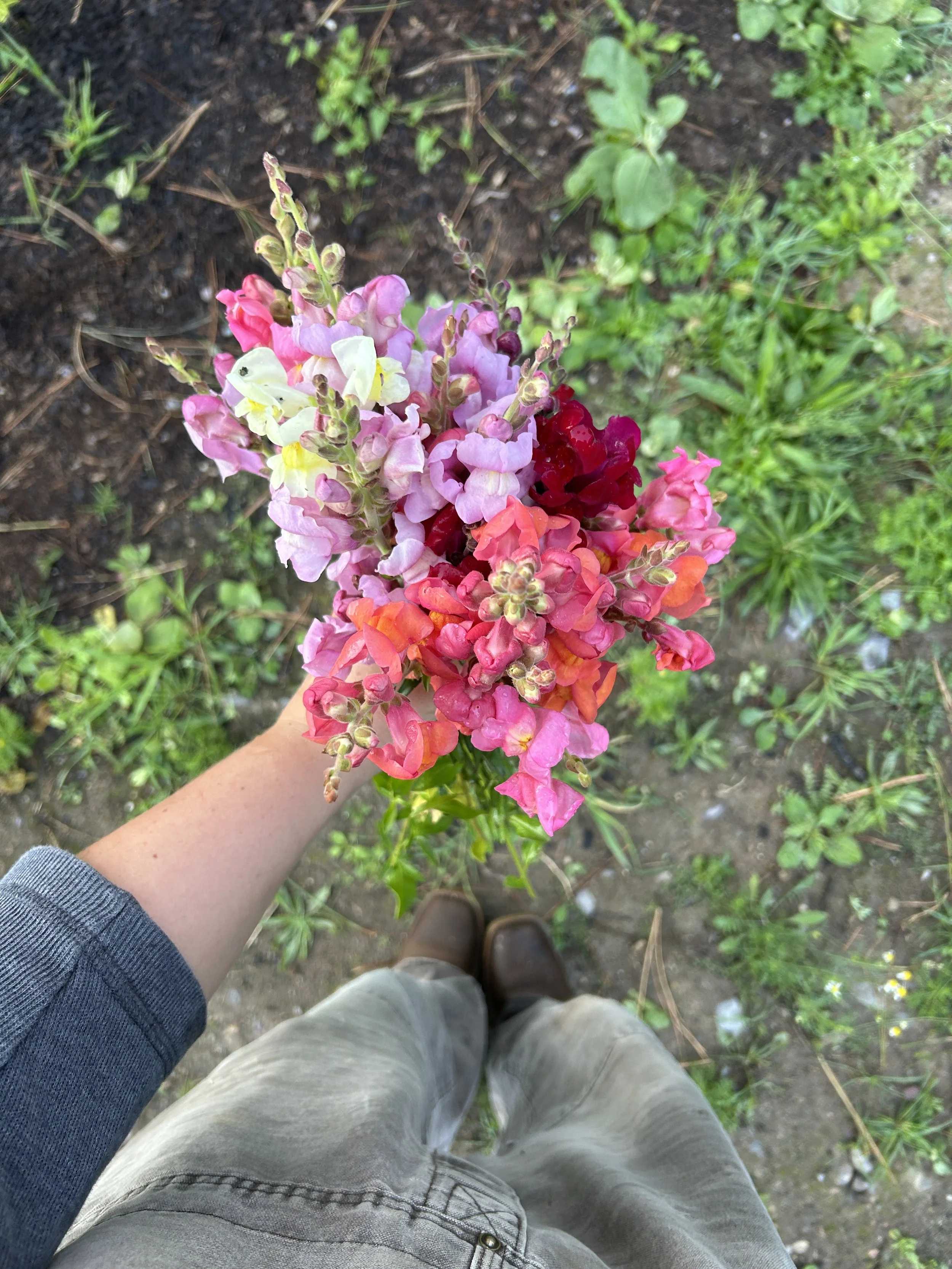 A person's hand holding a bouquet of colorful snapdragon flowers over a dirt ground with some green plants.