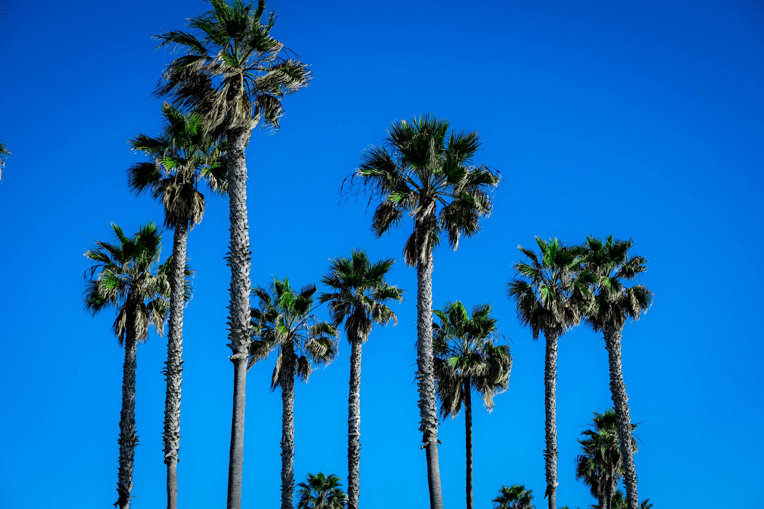 palm trees.jpg