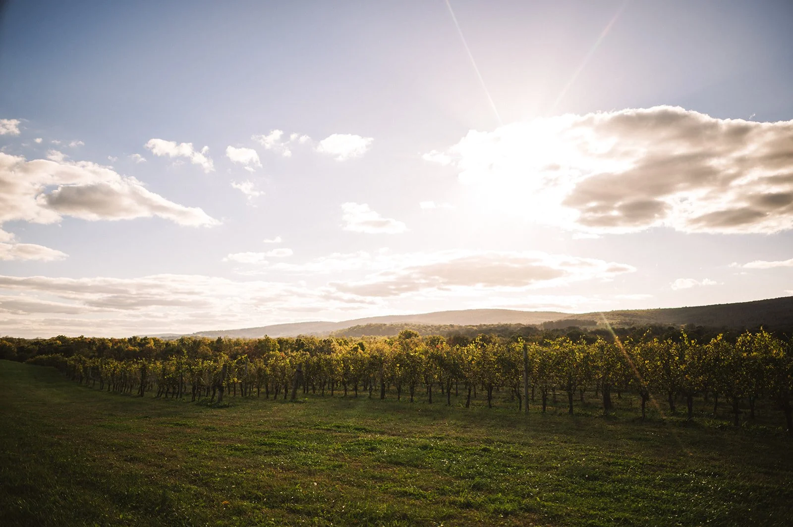 Sunlit vineyard with rows of grapevines in a rural landscape under a partly cloudy sky.