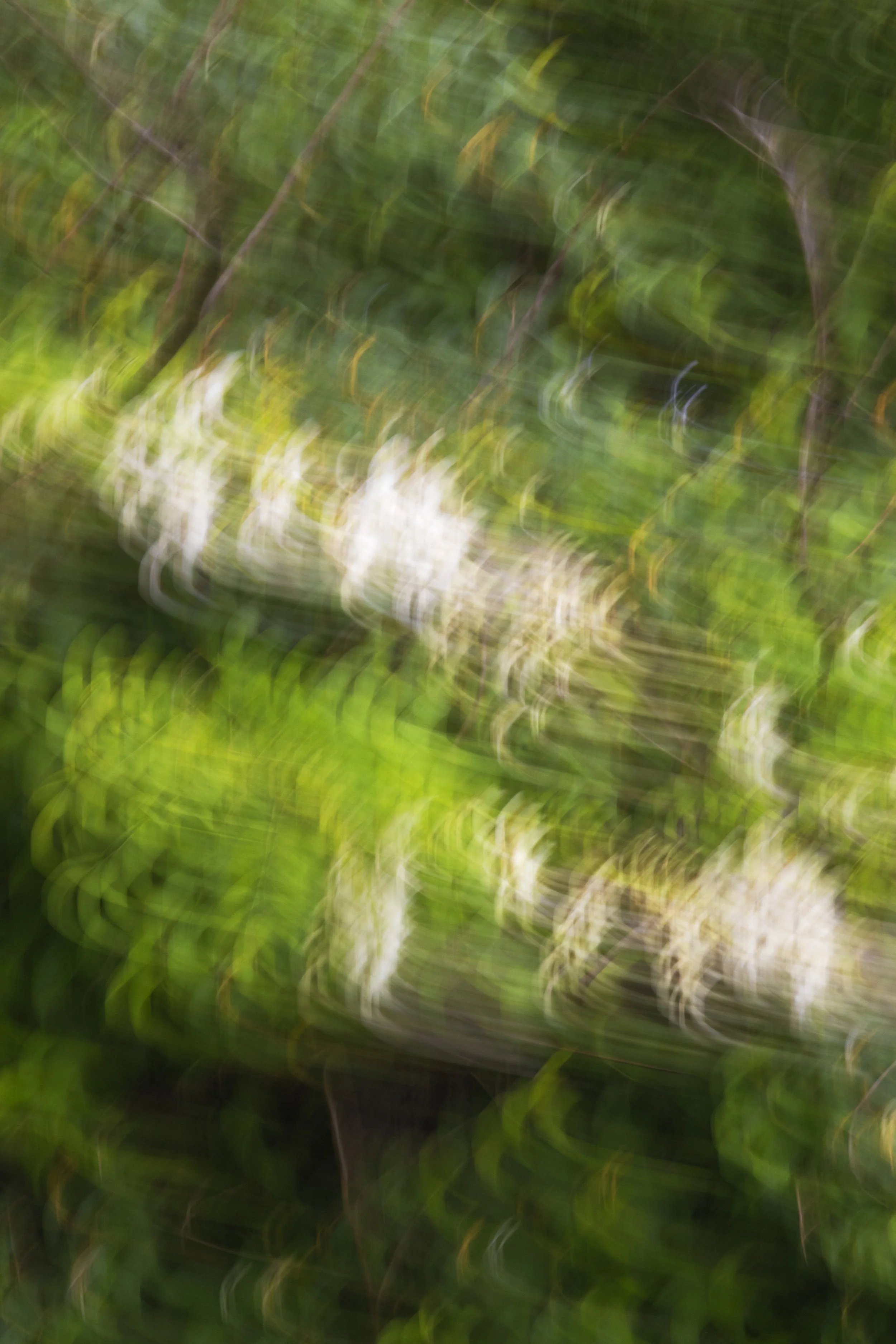 ART-332S_Dancing-Spring_Lackovic-Grace_09_Output copy 2.jpg