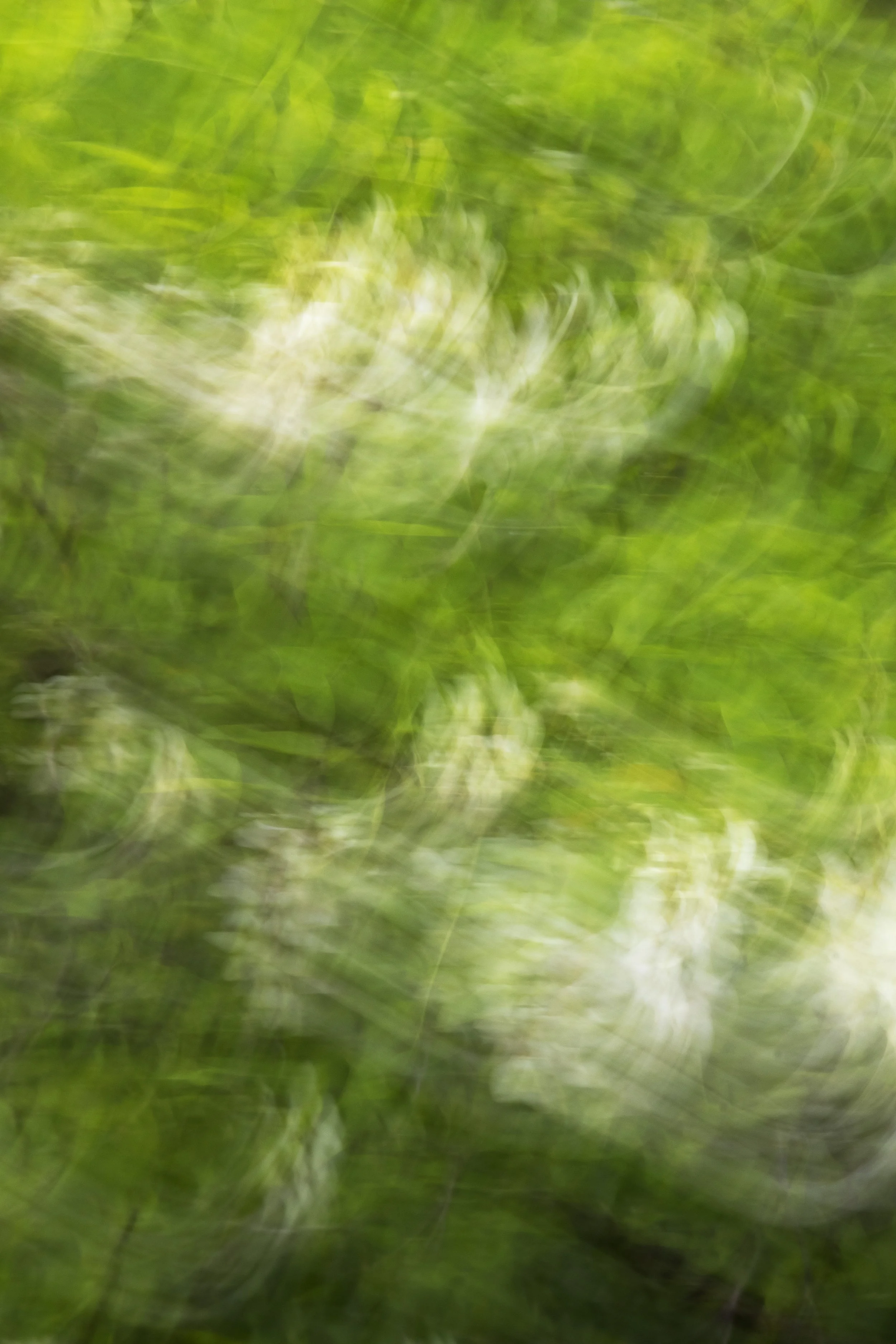 ART-332S_Dancing-Spring_Lackovic-Grace_11_Output copy 2.jpg