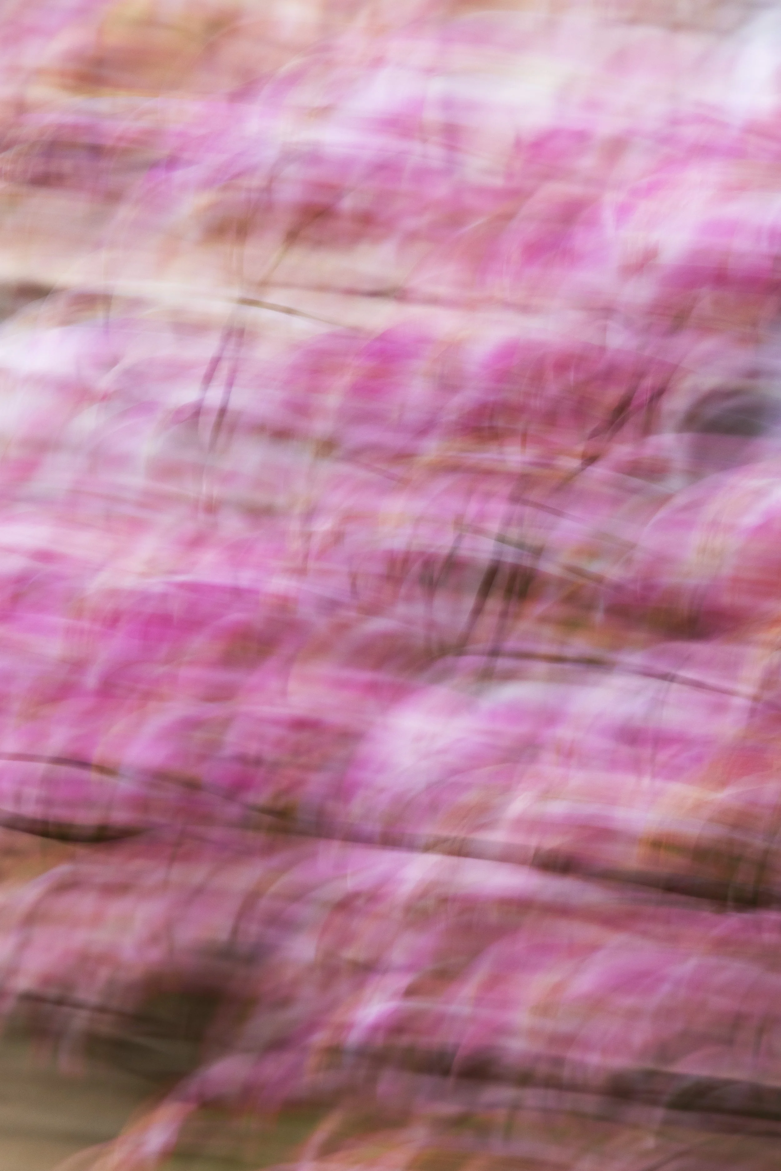 ART-332S_Dancing-Spring_Lackovic-Grace_07_Output copy 2.jpg