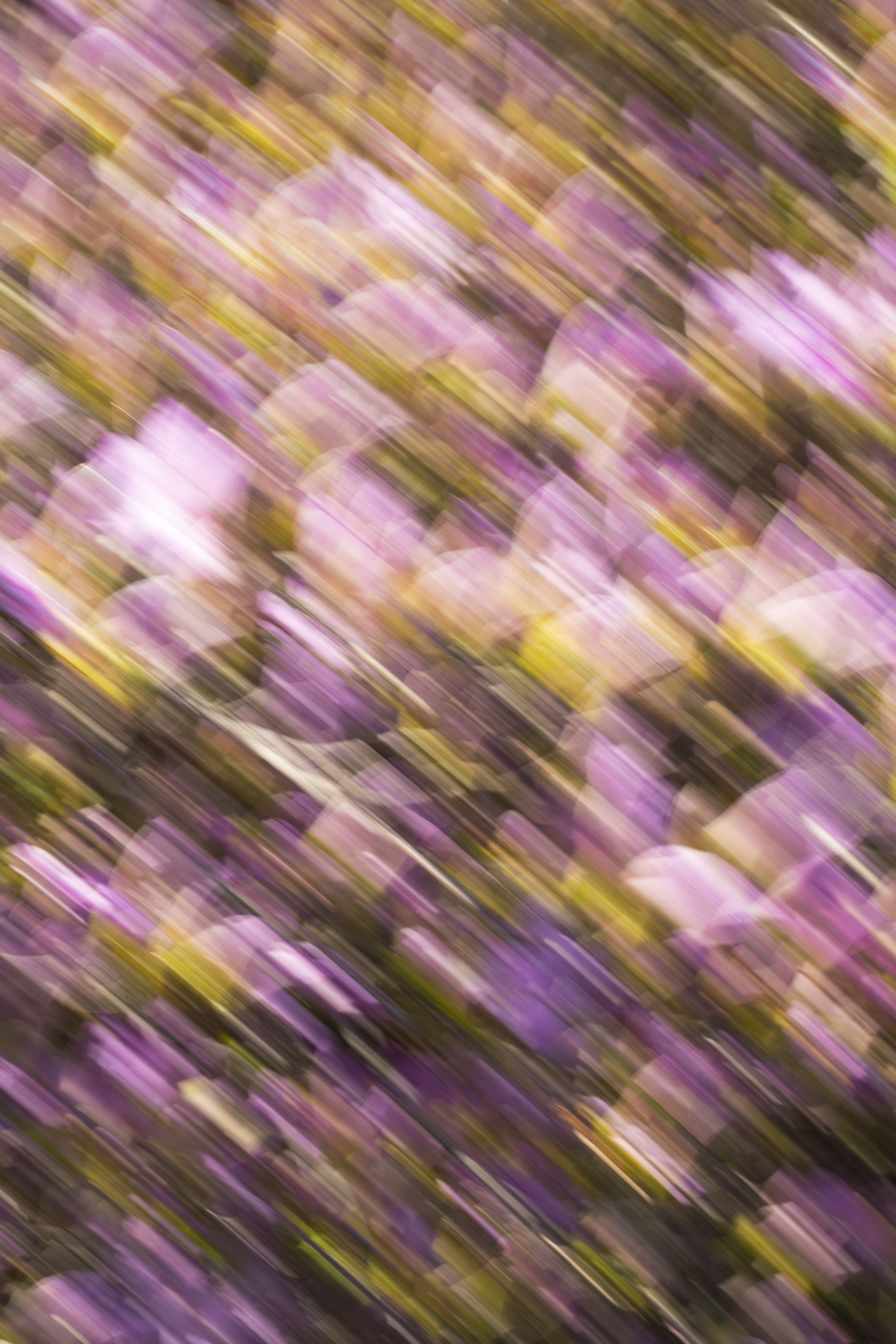 ART-332S_Dancing-Spring_Lackovic-Grace_08_Output copy 2.jpg
