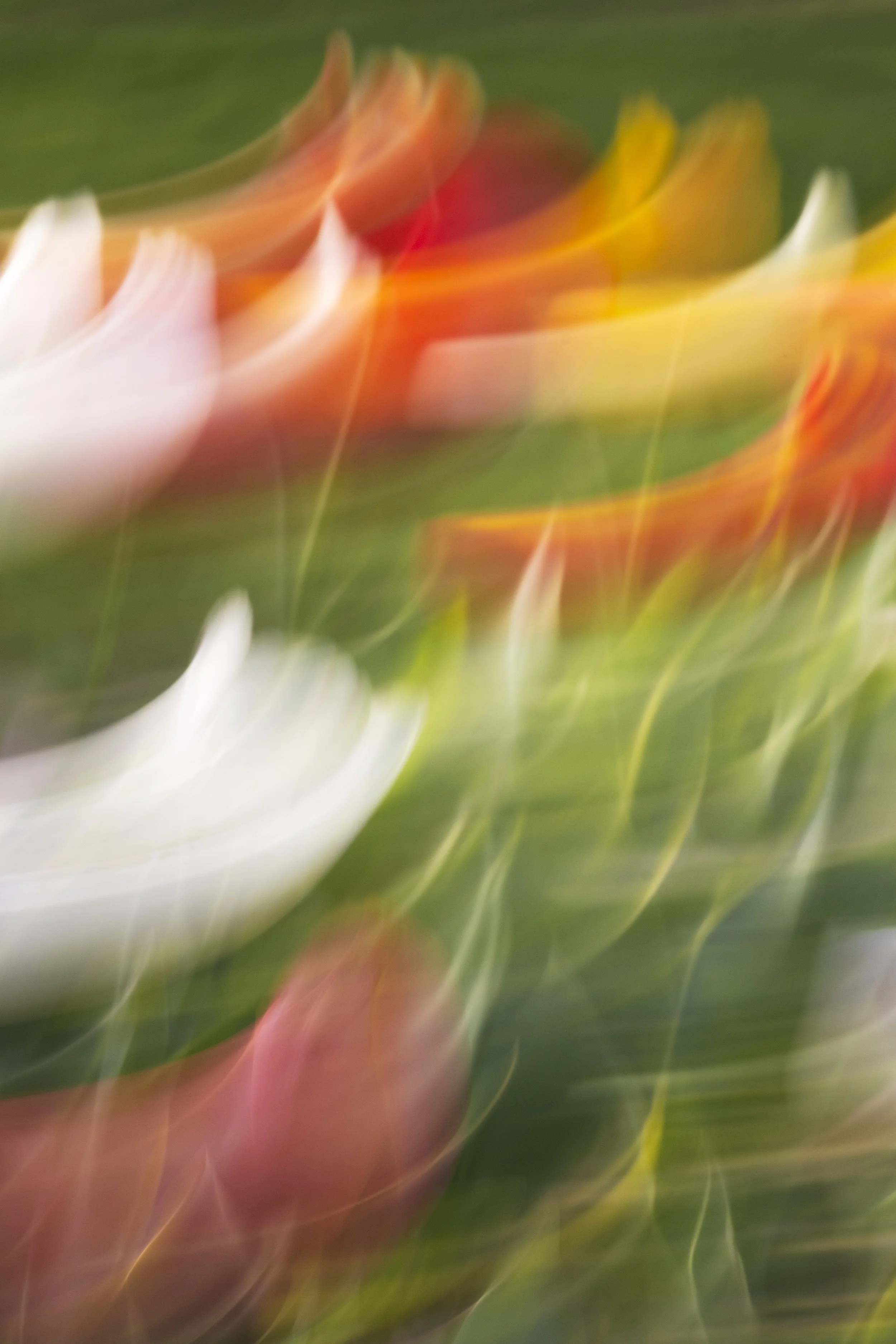 ART-332S_Dancing-Spring_Lackovic-Grace_02_Output copy.jpeg