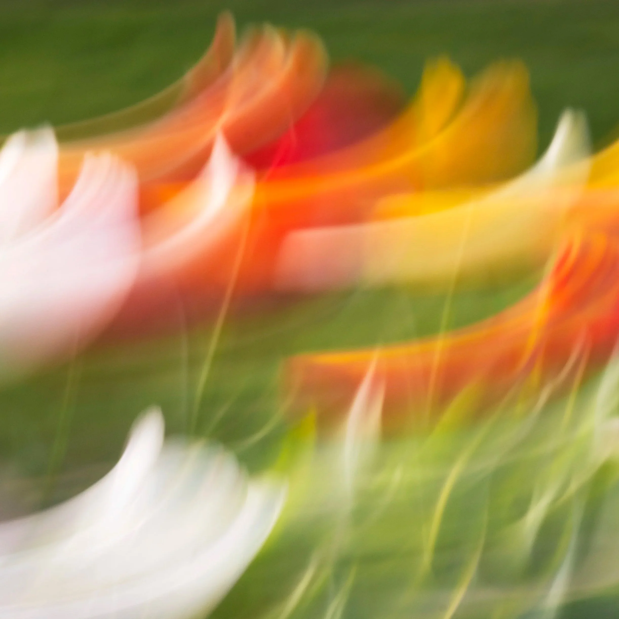 Dancing Spring